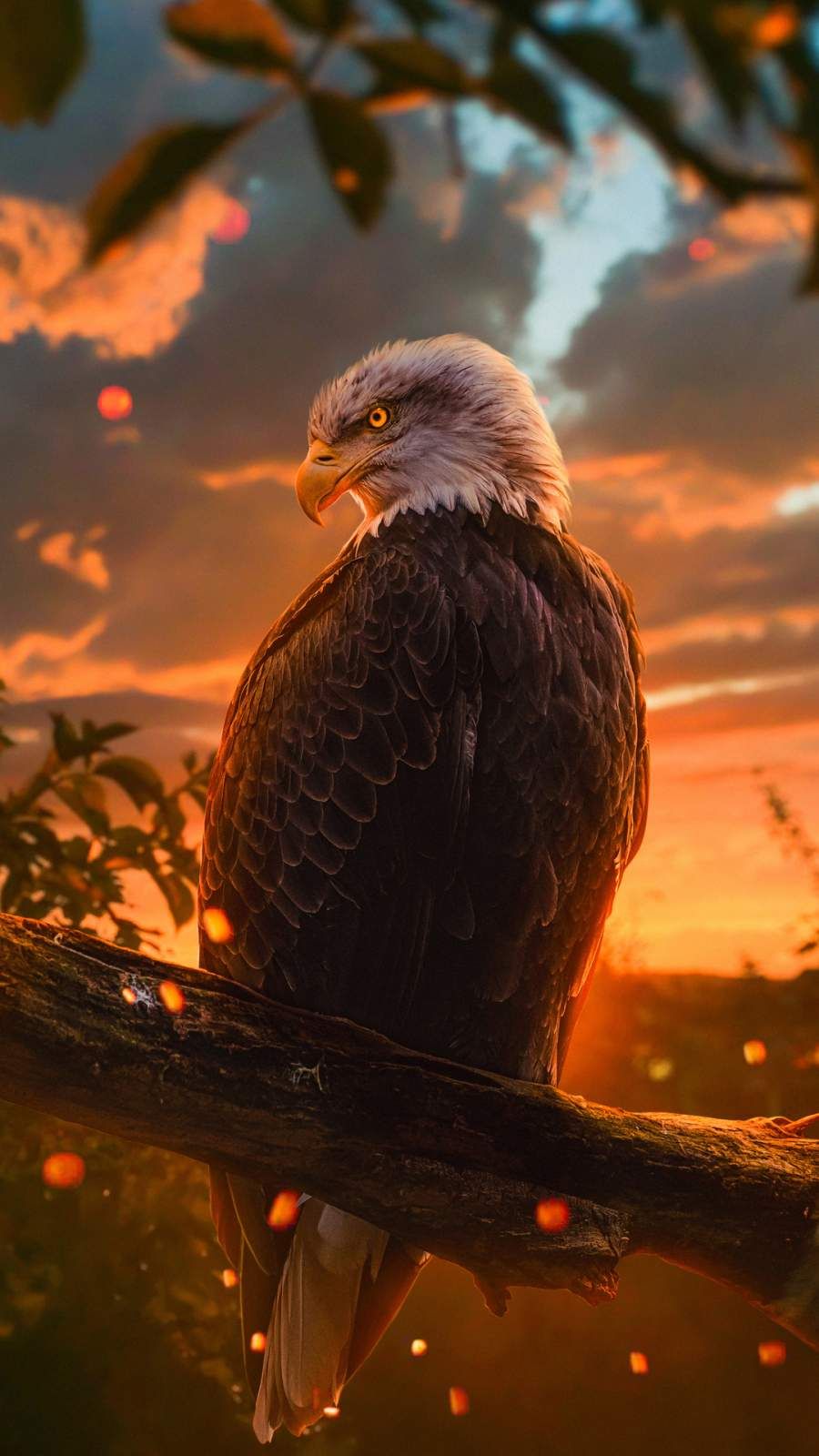 Eagle Iphone Wallpapers