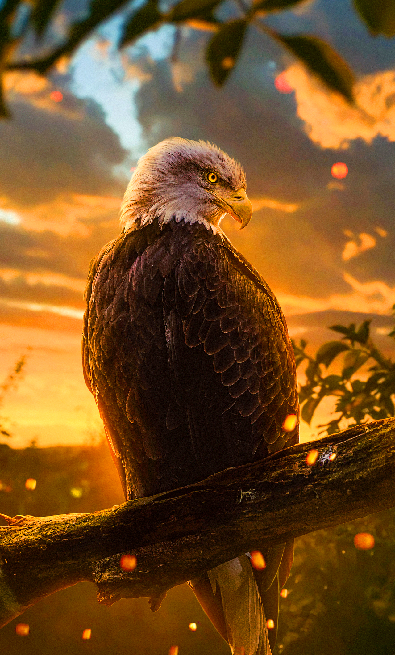 Eagle Iphone Wallpapers