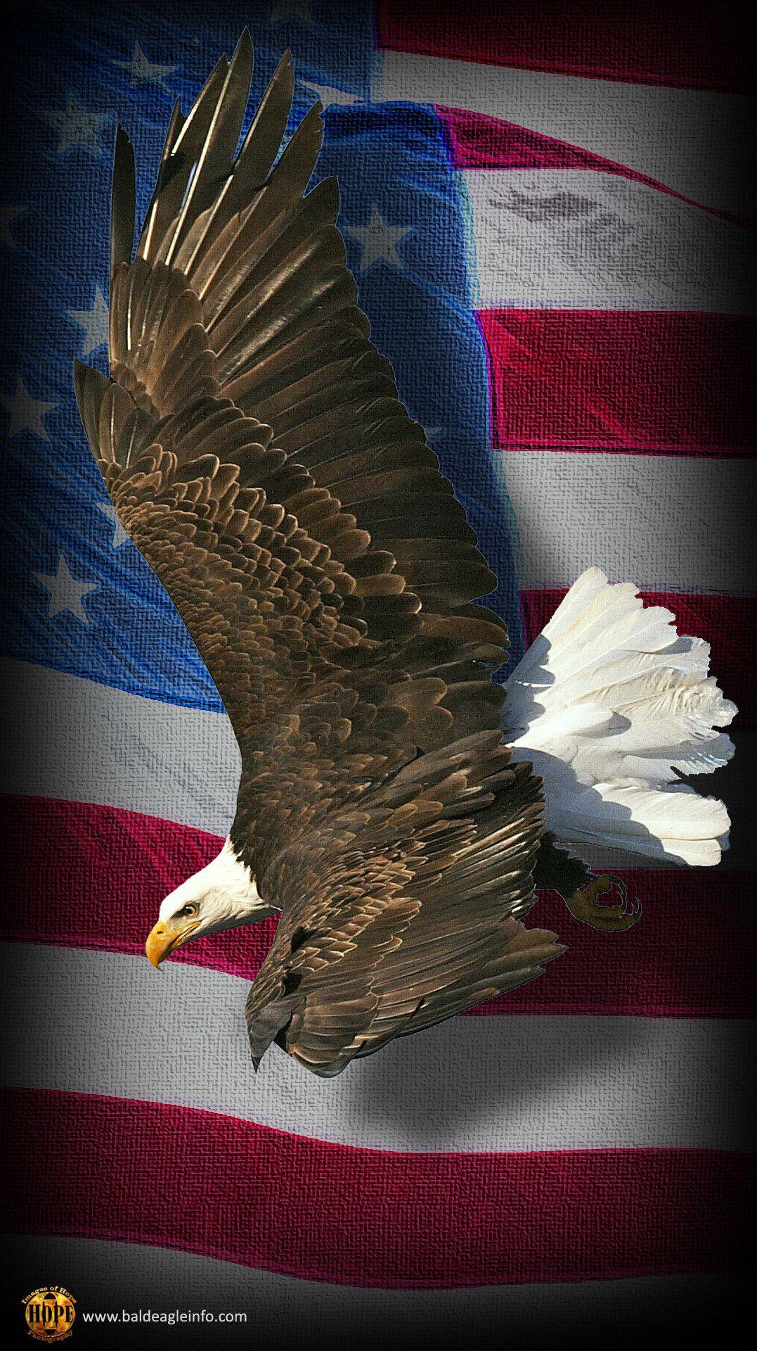 Eagle Iphone Wallpapers