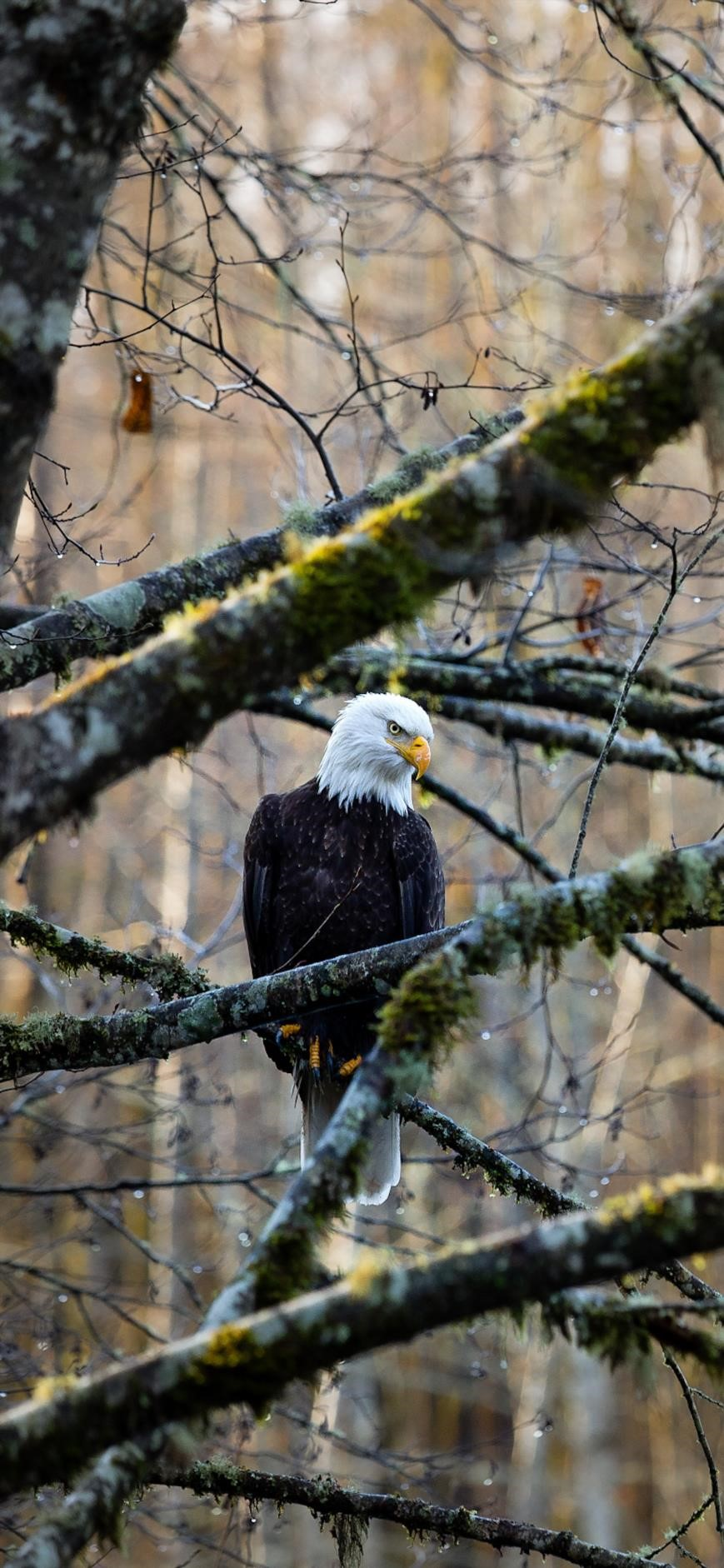 Eagle Iphone Wallpapers