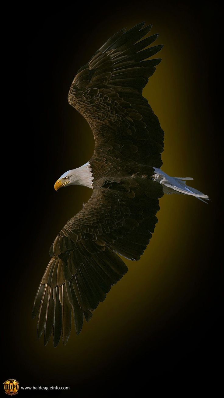 Eagle Iphone Wallpapers