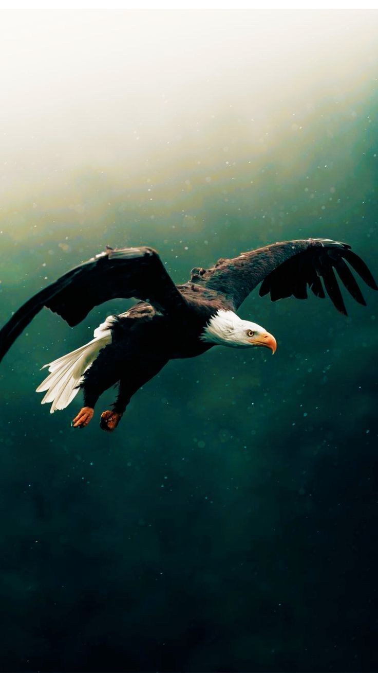 Eagle Iphone Wallpapers