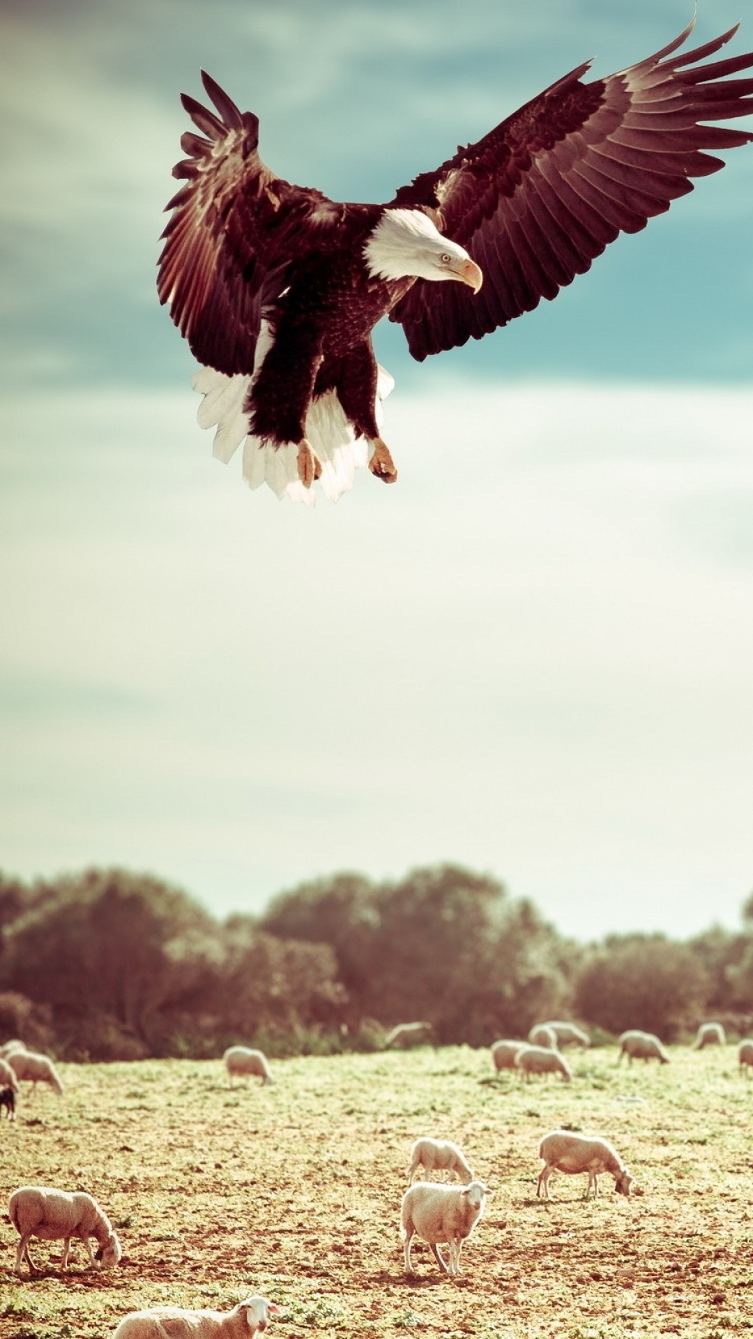 Eagle Iphone Wallpapers