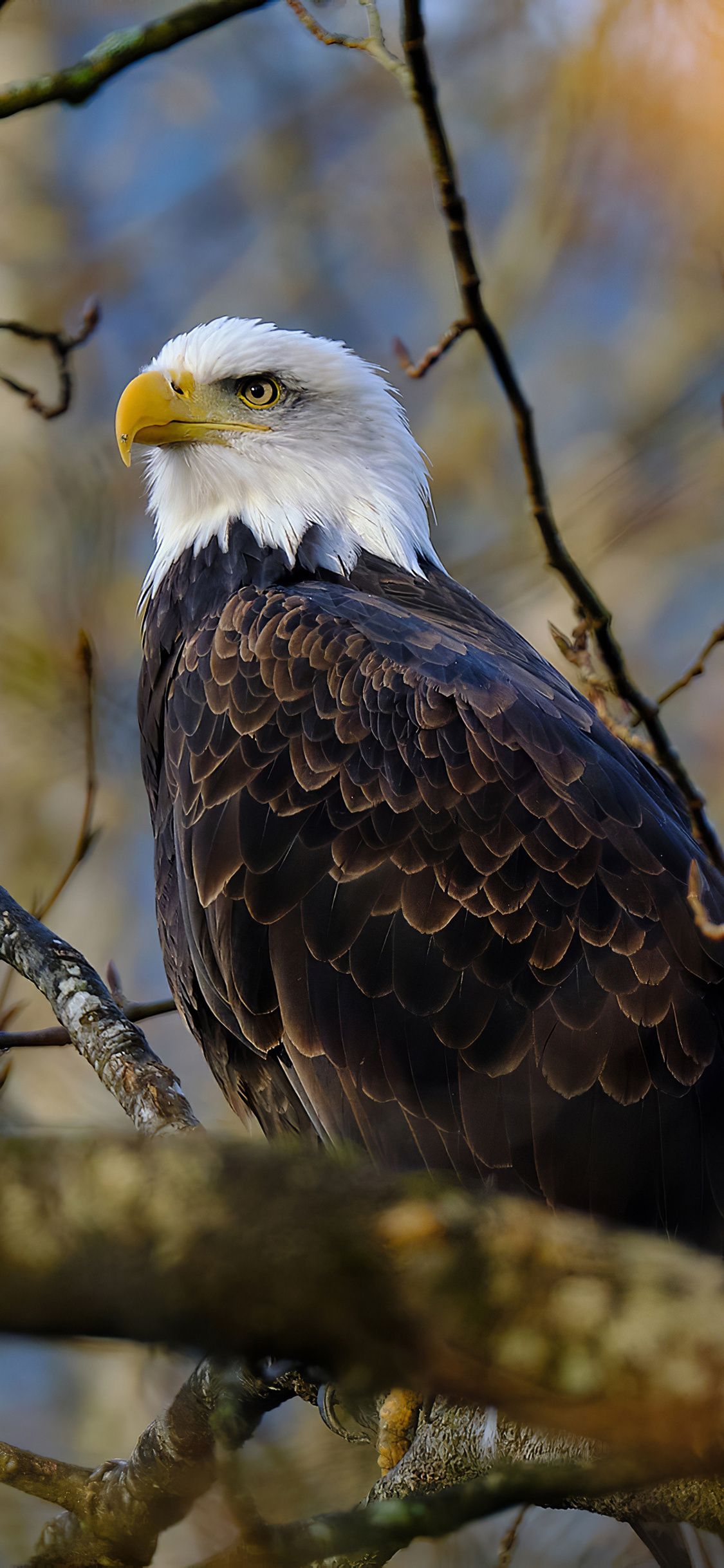 Eagle Iphone Wallpapers