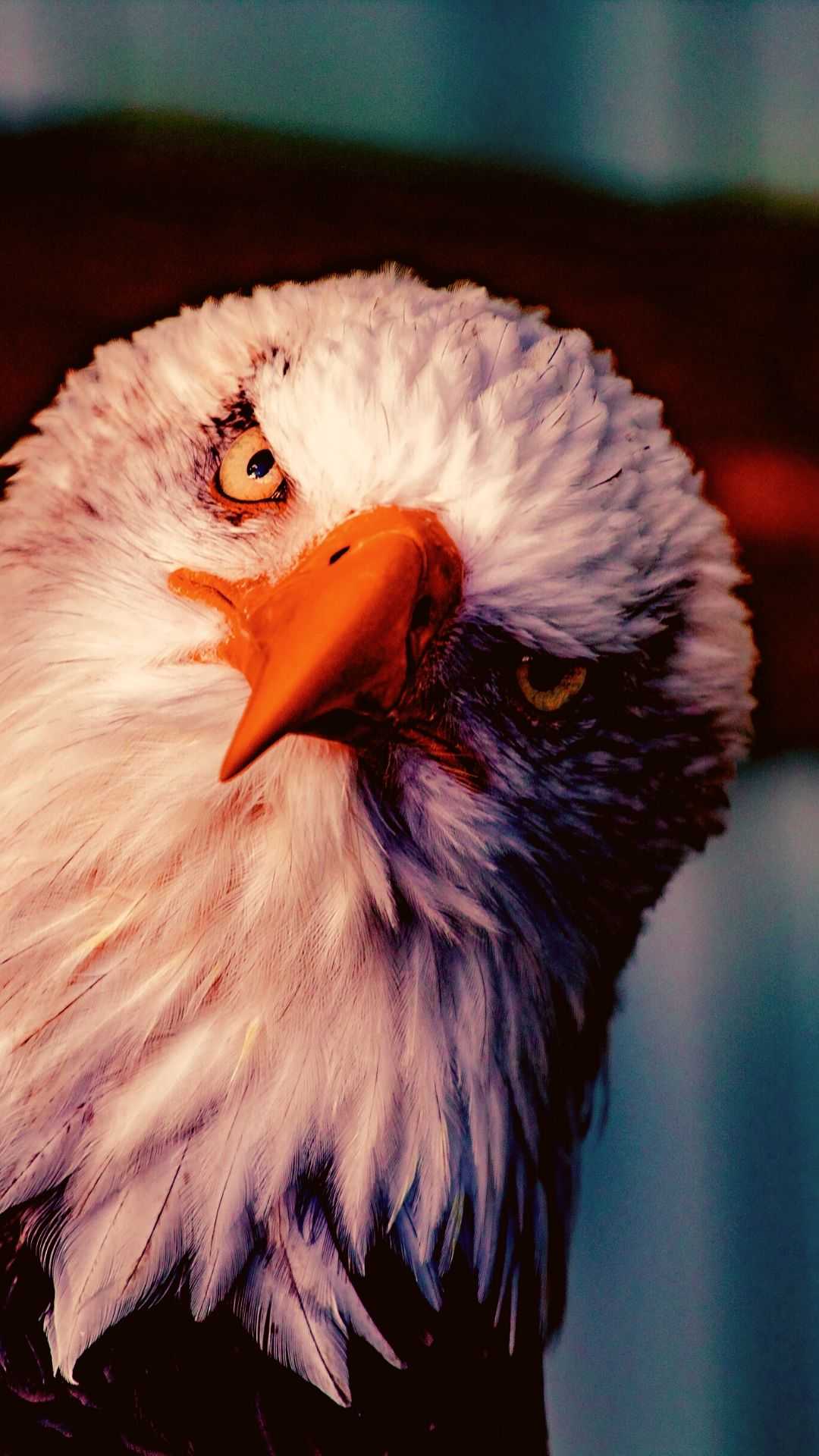 Eagle Iphone Wallpapers