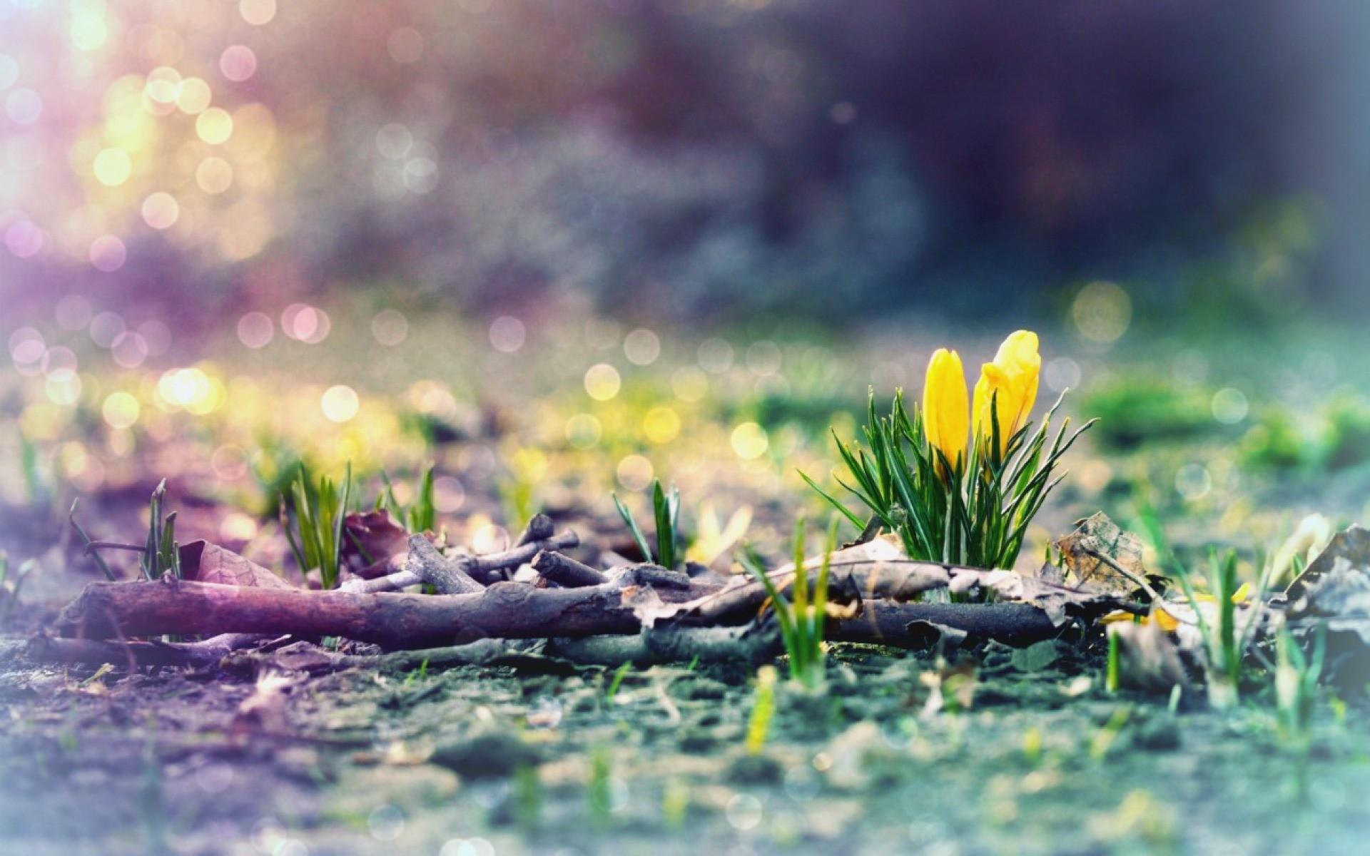 Early Spring Hd Wallpapers