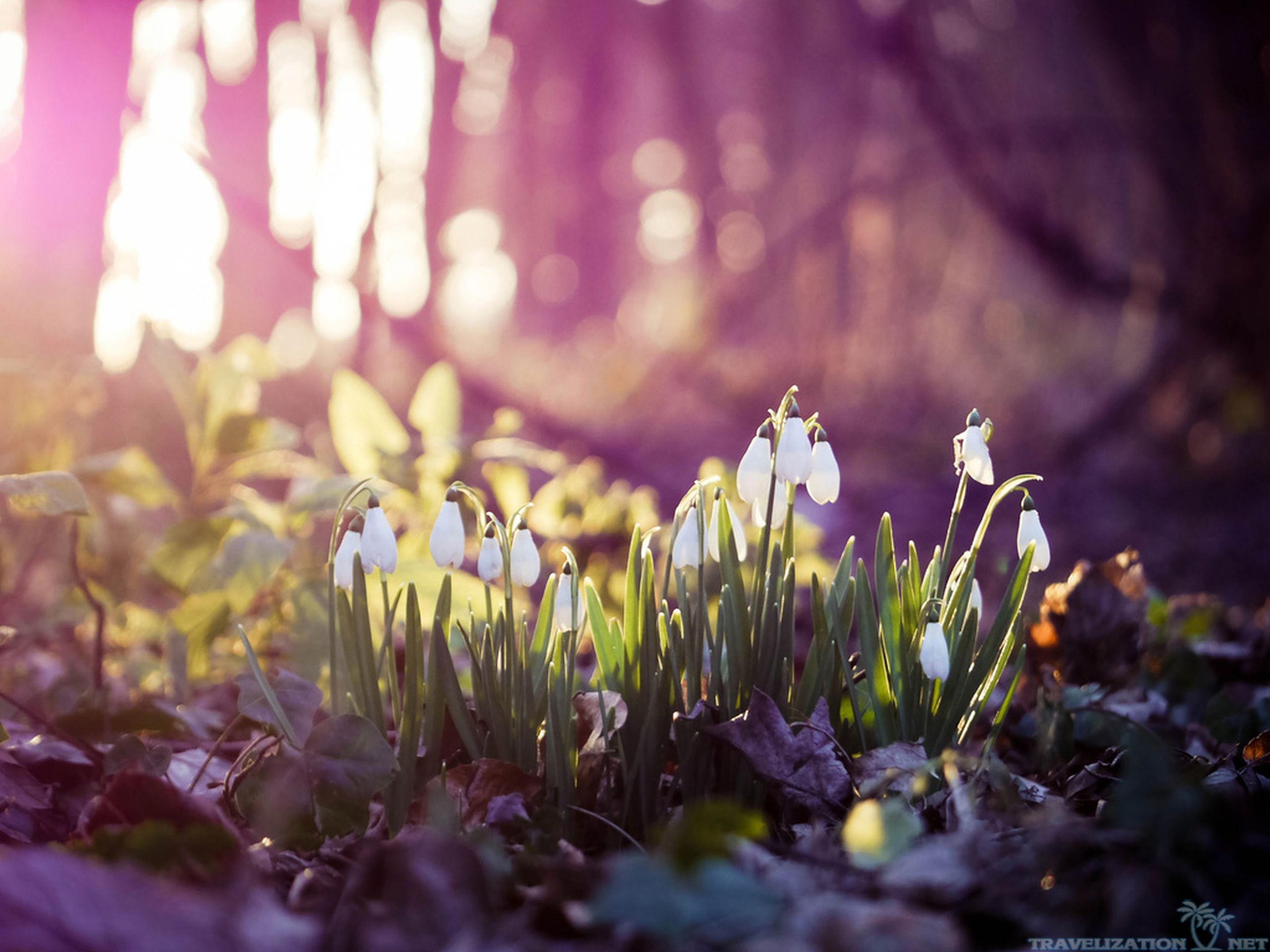 Early Spring Hd Wallpapers