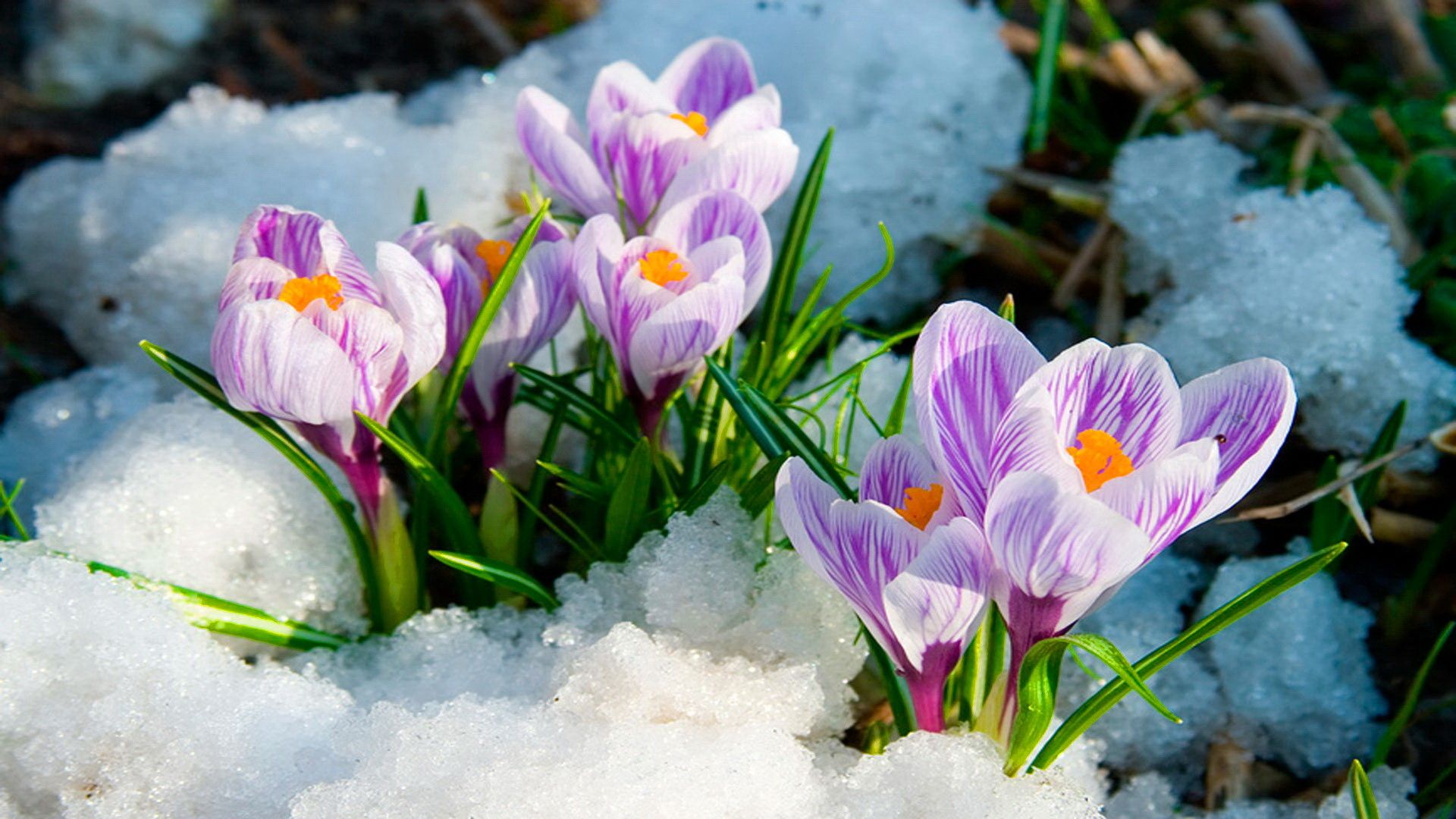 Early Spring Hd Wallpapers