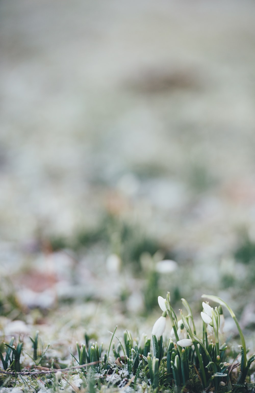 Early Spring Hd Wallpapers