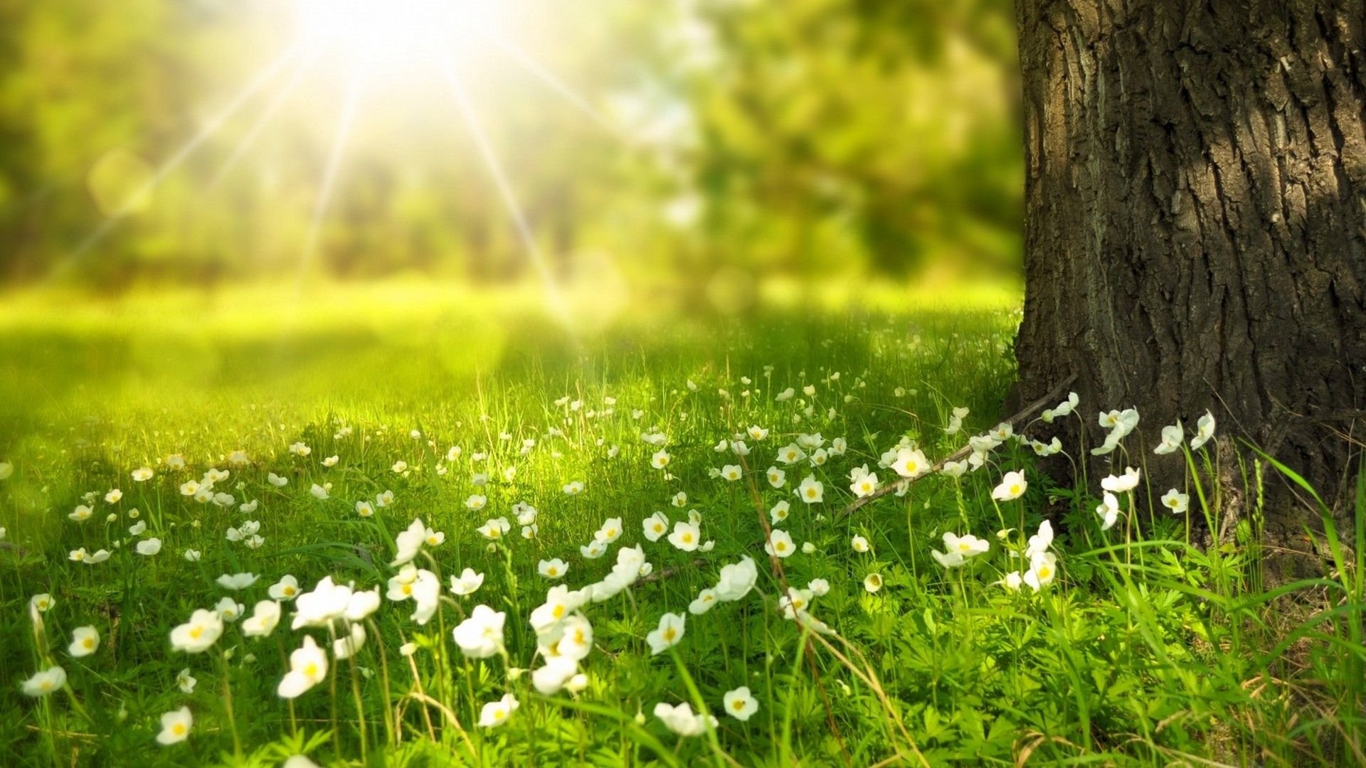 Early Spring Hd Wallpapers