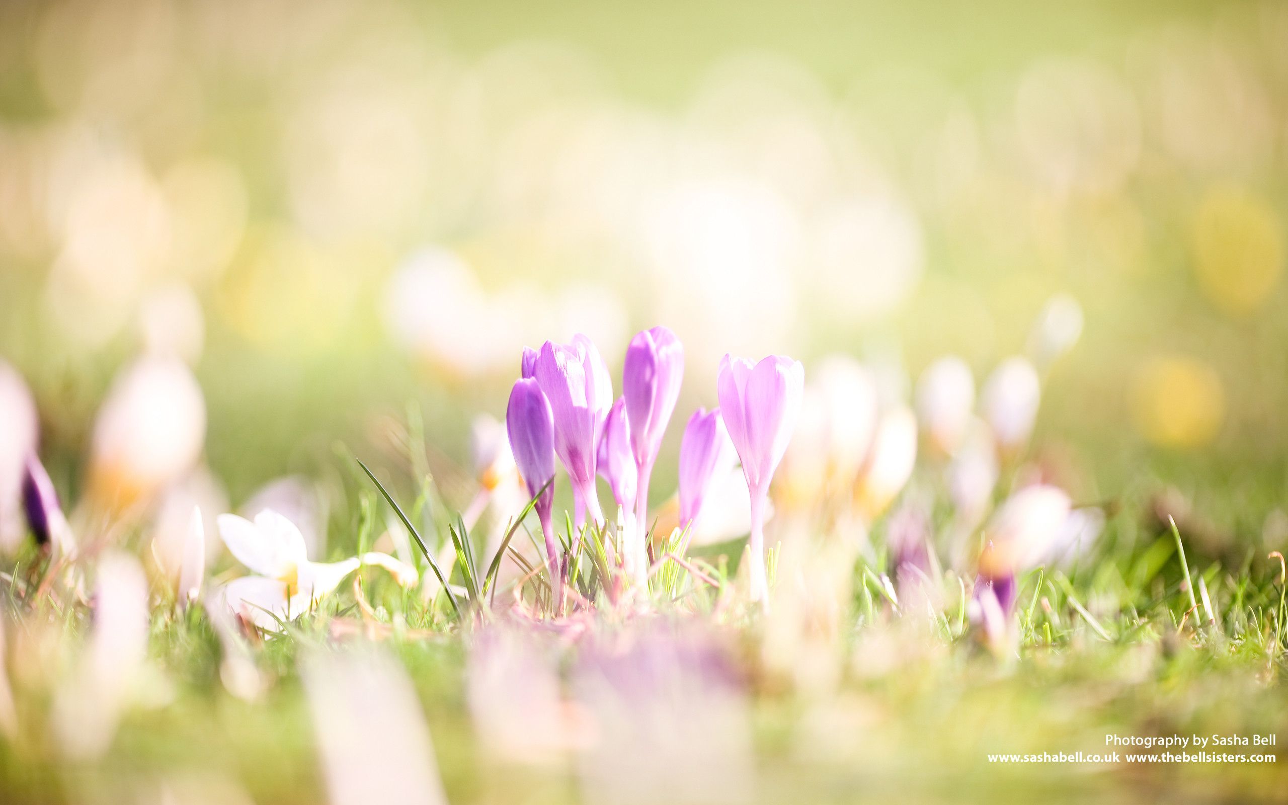 Early Spring Hd Wallpapers