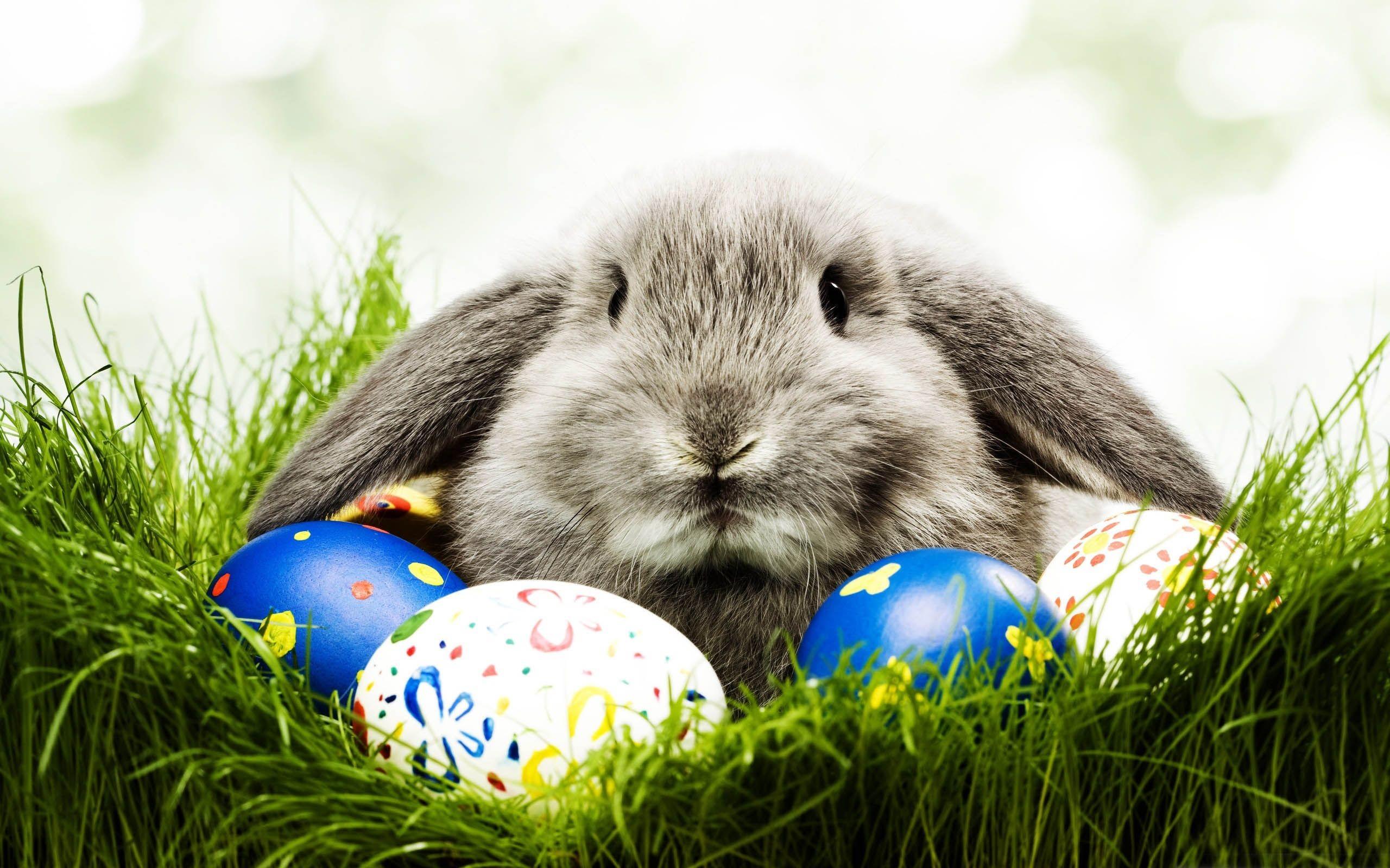 Easter Animal Images Wallpapers