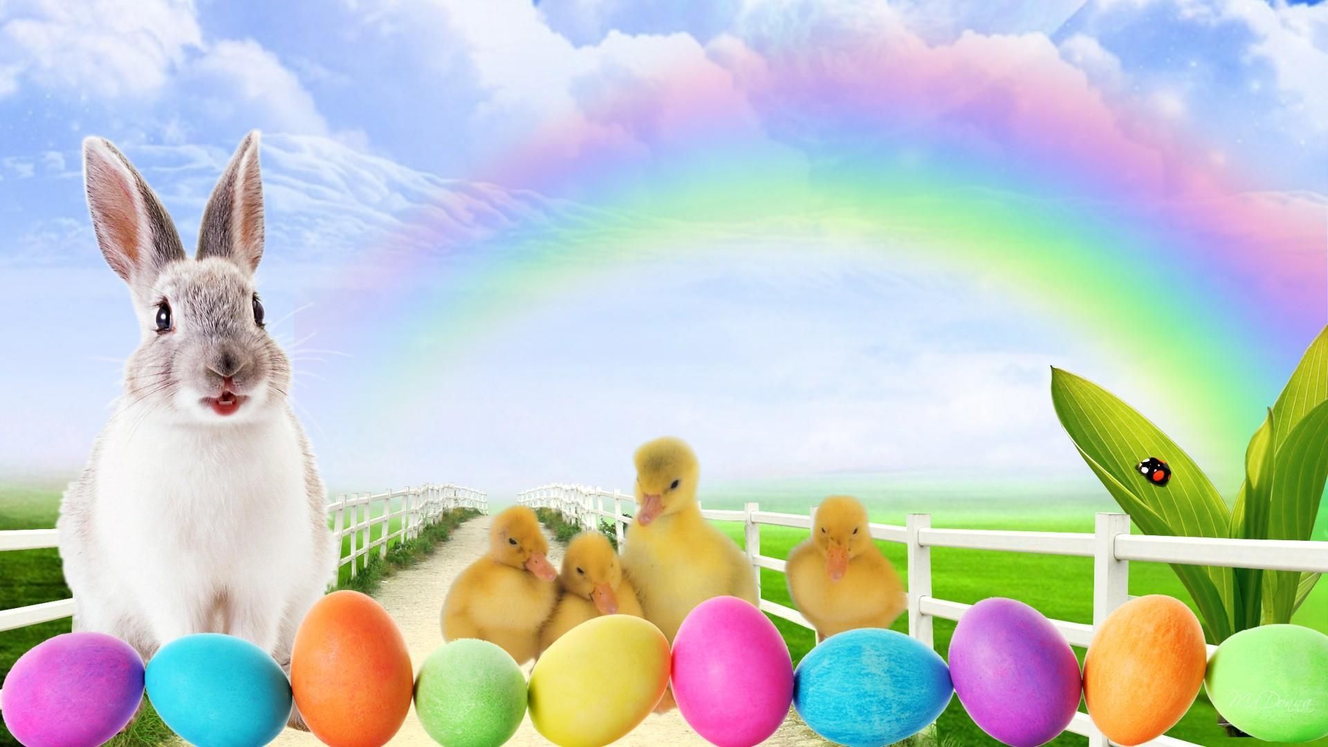 Easter Animal Images Wallpapers