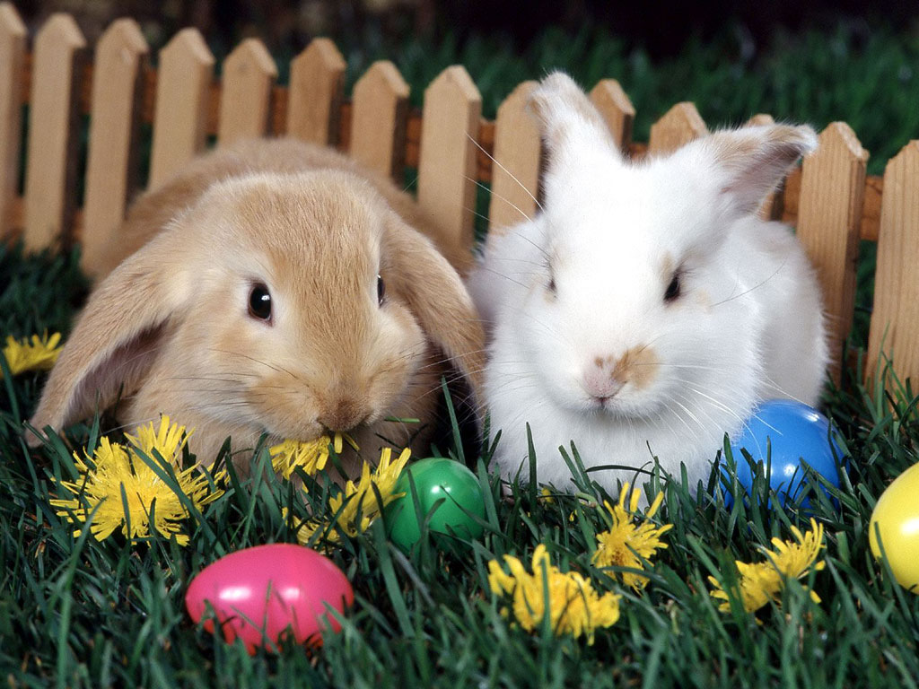 Easter Animal Images Wallpapers