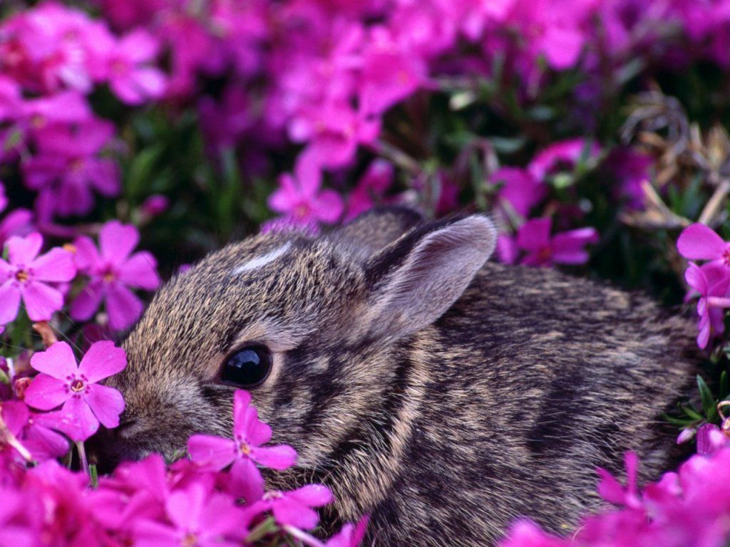 Easter Animal Images Wallpapers