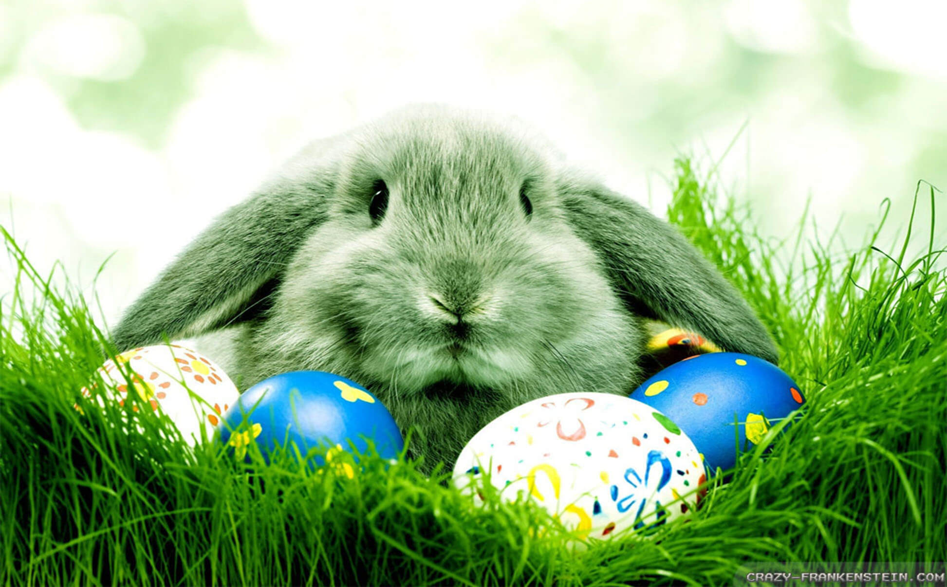 Easter Animal Images Wallpapers