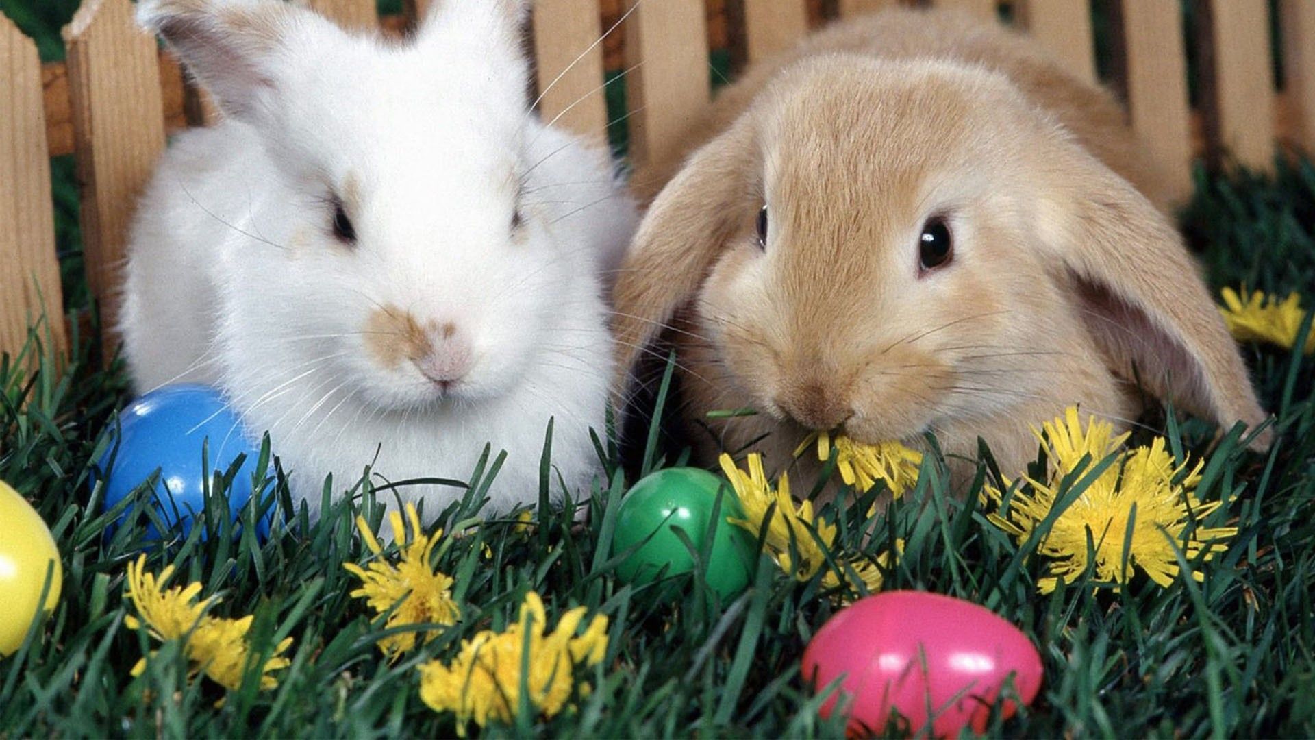 Easter Animal Images Wallpapers