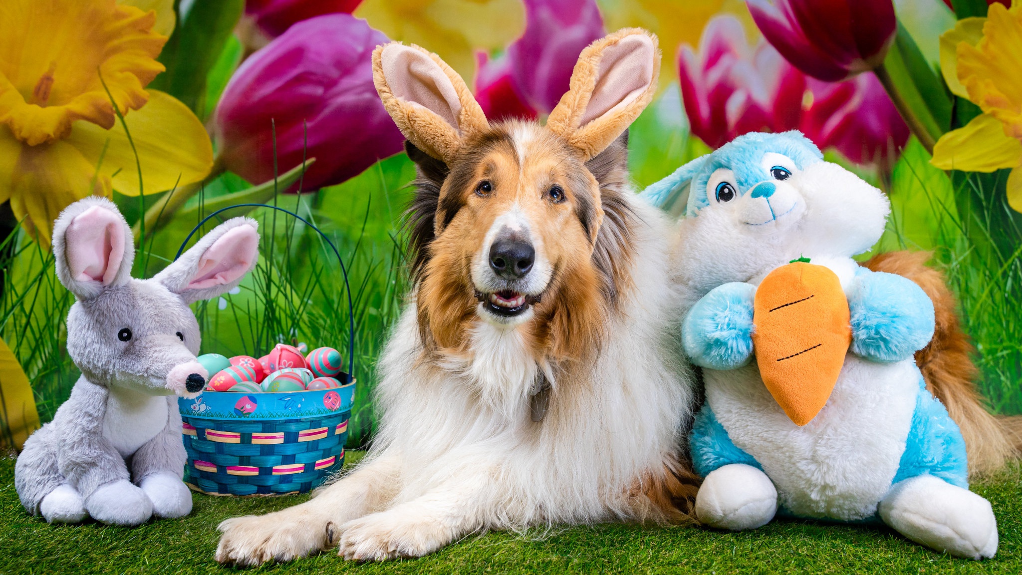 Easter Animal Images Wallpapers