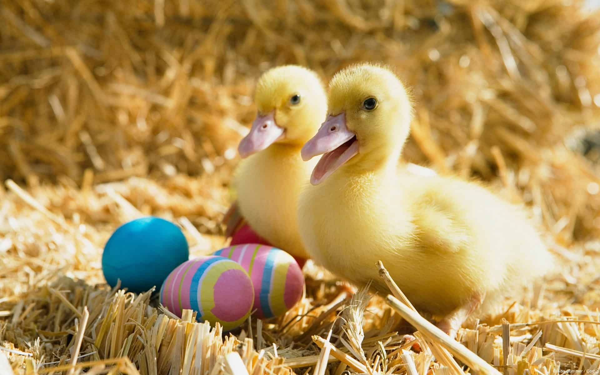 Easter Animal Images Wallpapers