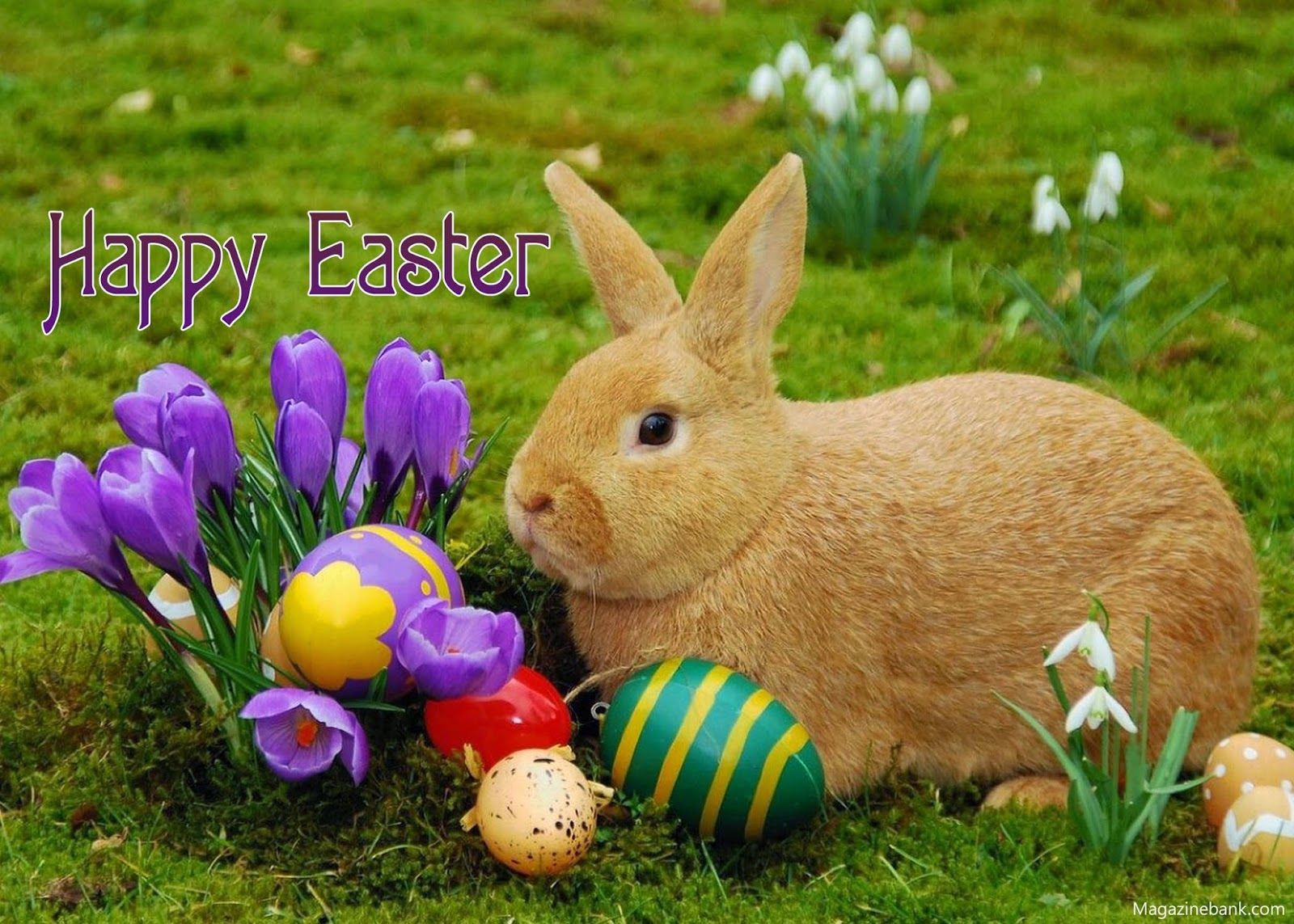 Easter Animal Images Wallpapers