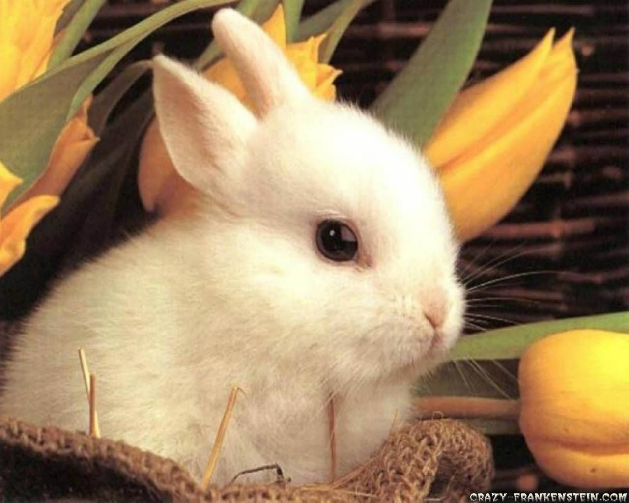 Easter Animal Images Wallpapers