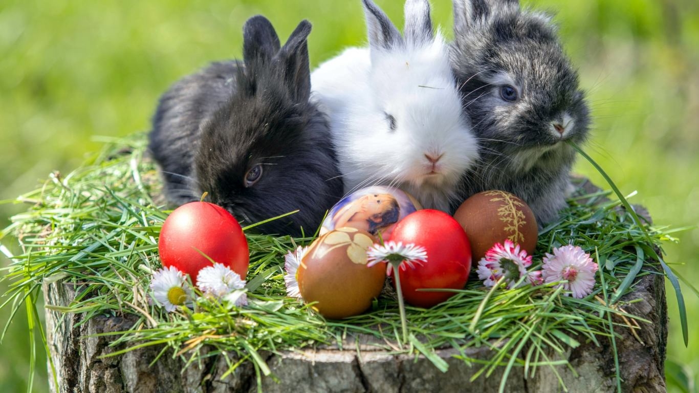 Easter Bunnies Wallpapers