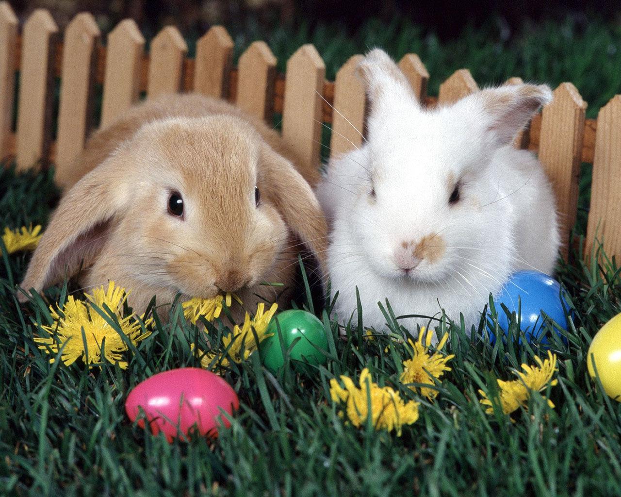 Easter Bunnies Wallpapers