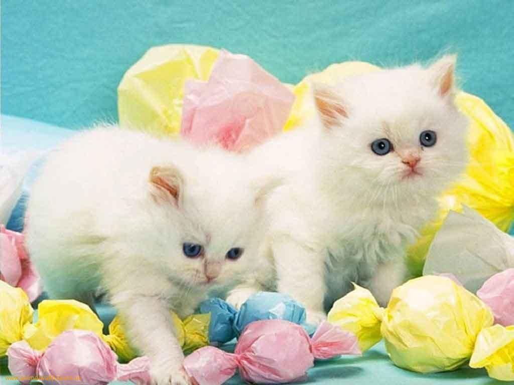 Easter Cat Wallpapers