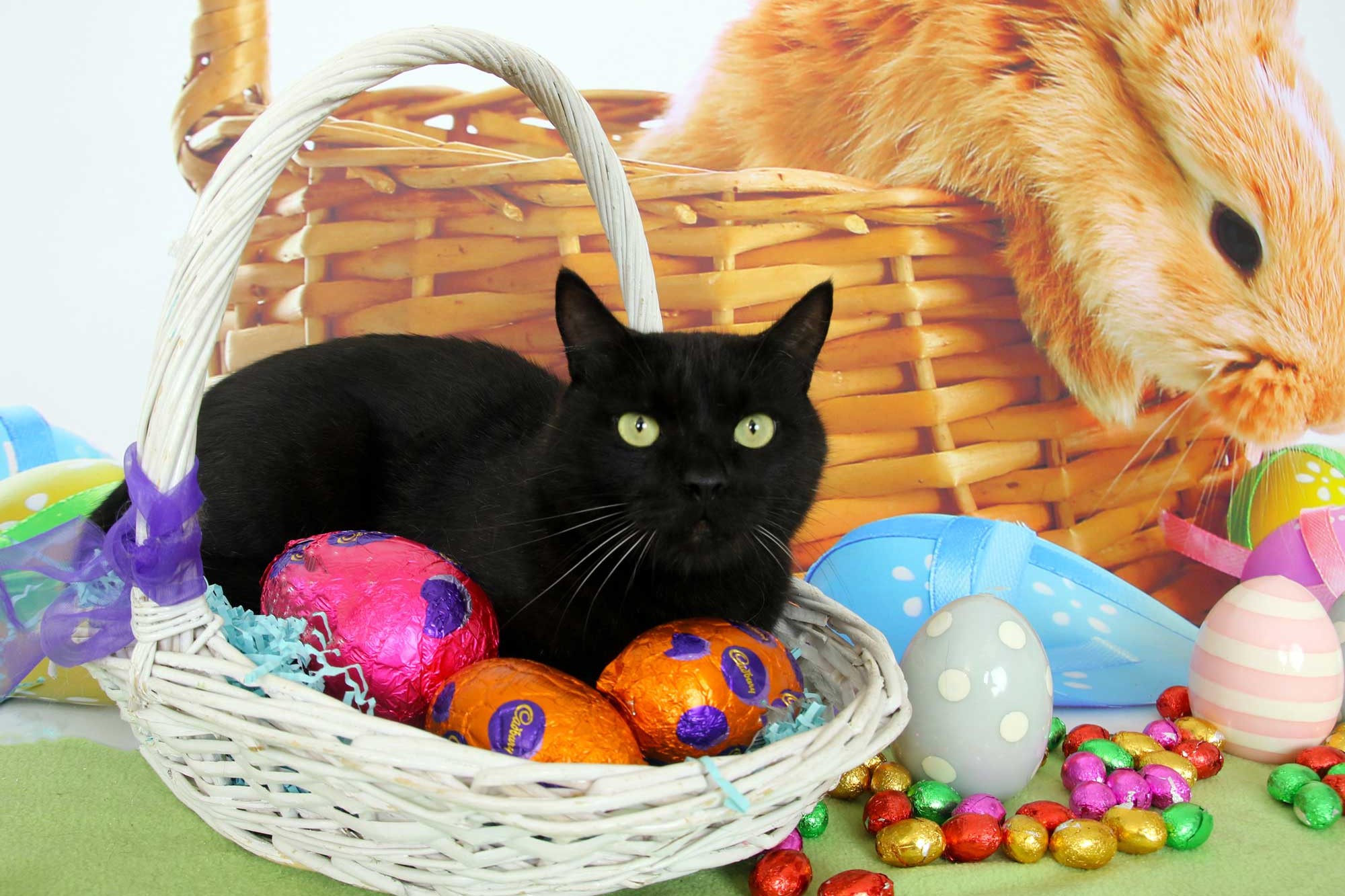 Easter Cat Wallpapers