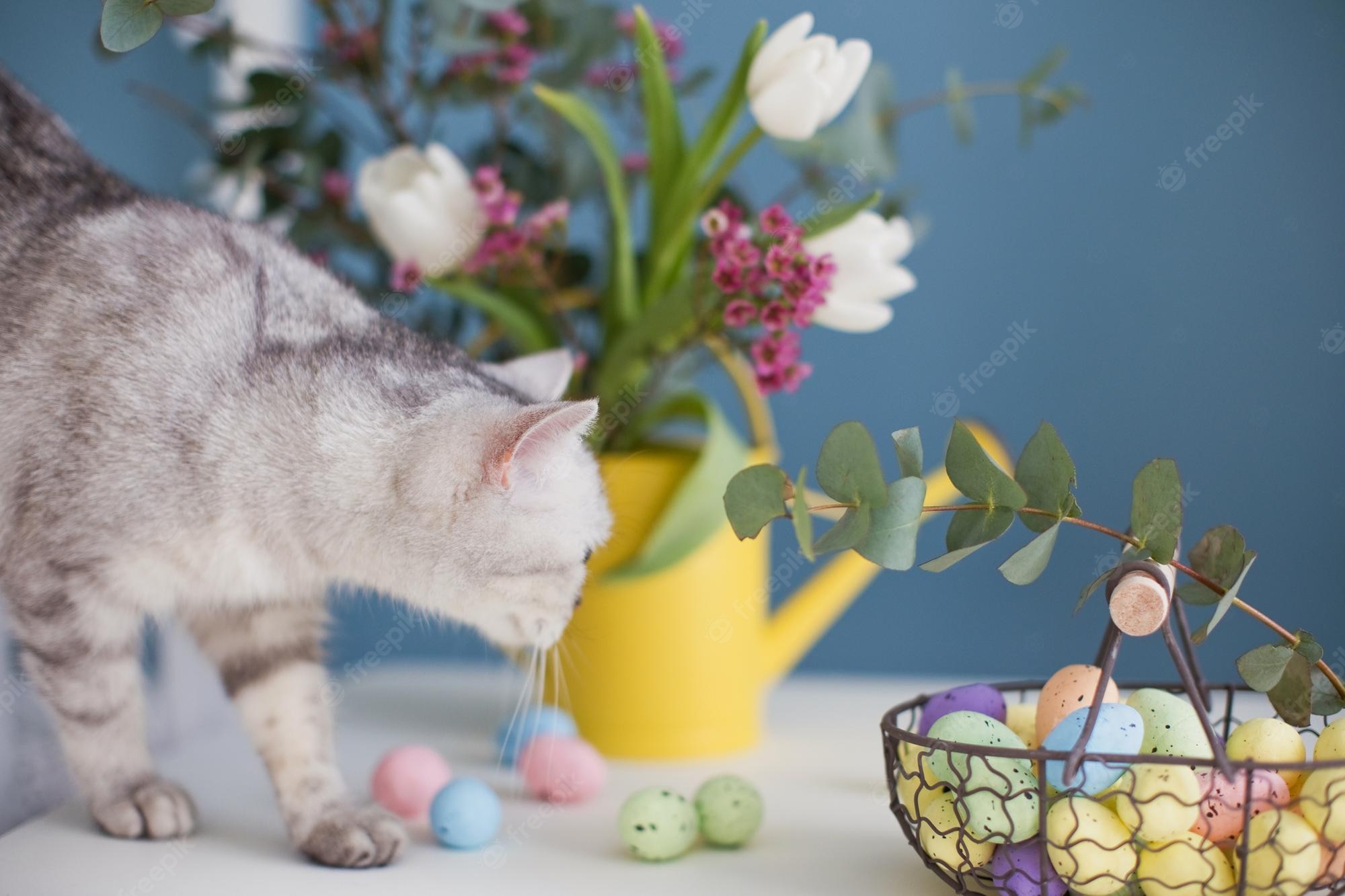 Easter Cat Wallpapers