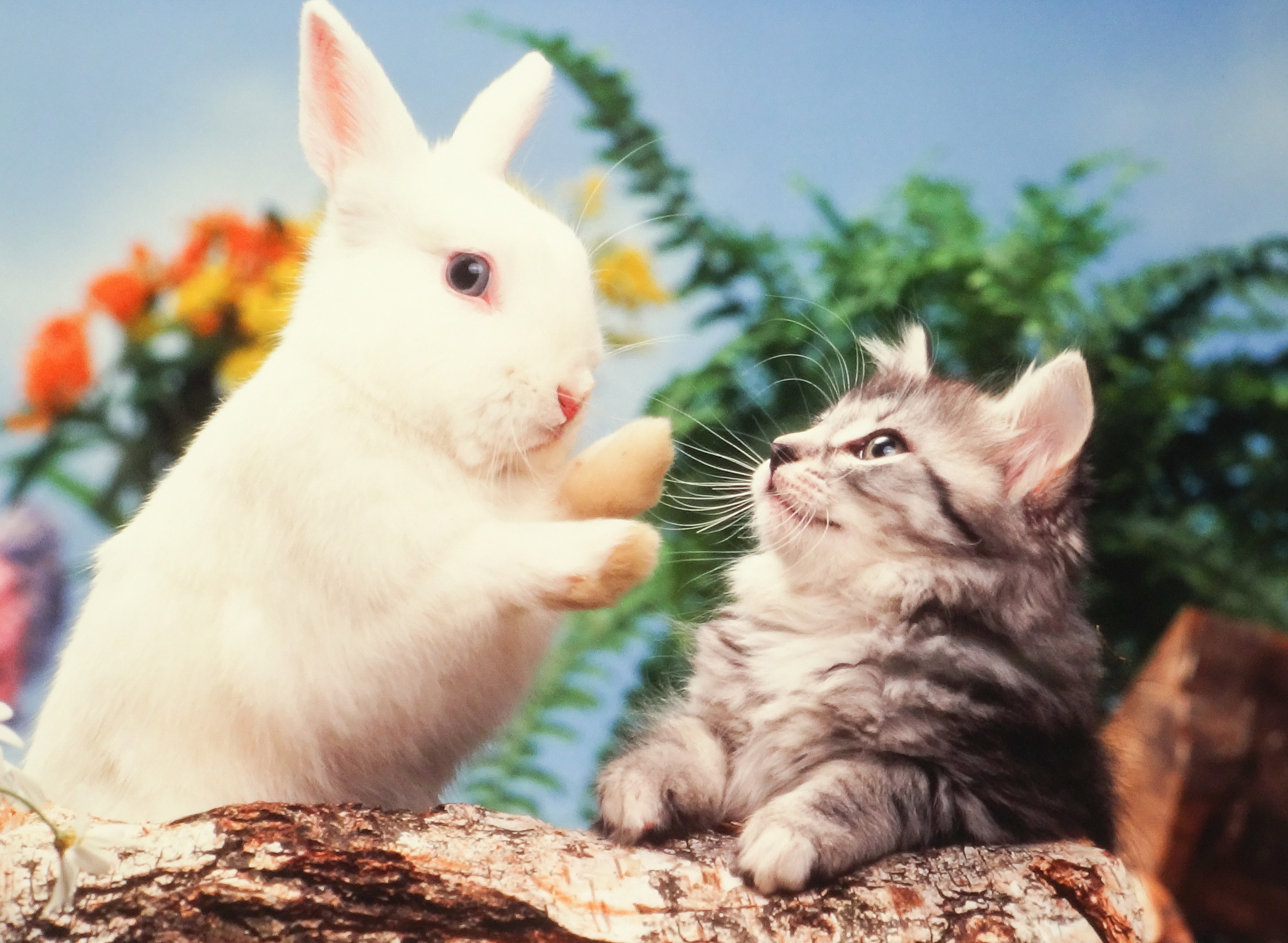 Easter Cat Wallpapers