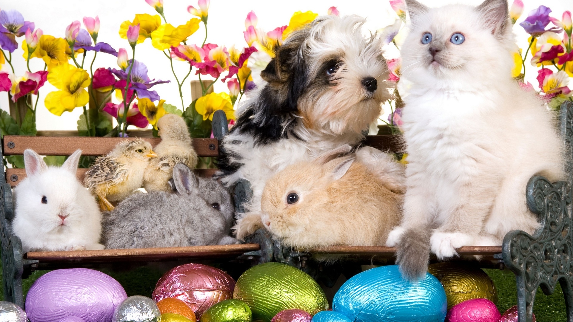 Easter Kittens Wallpapers