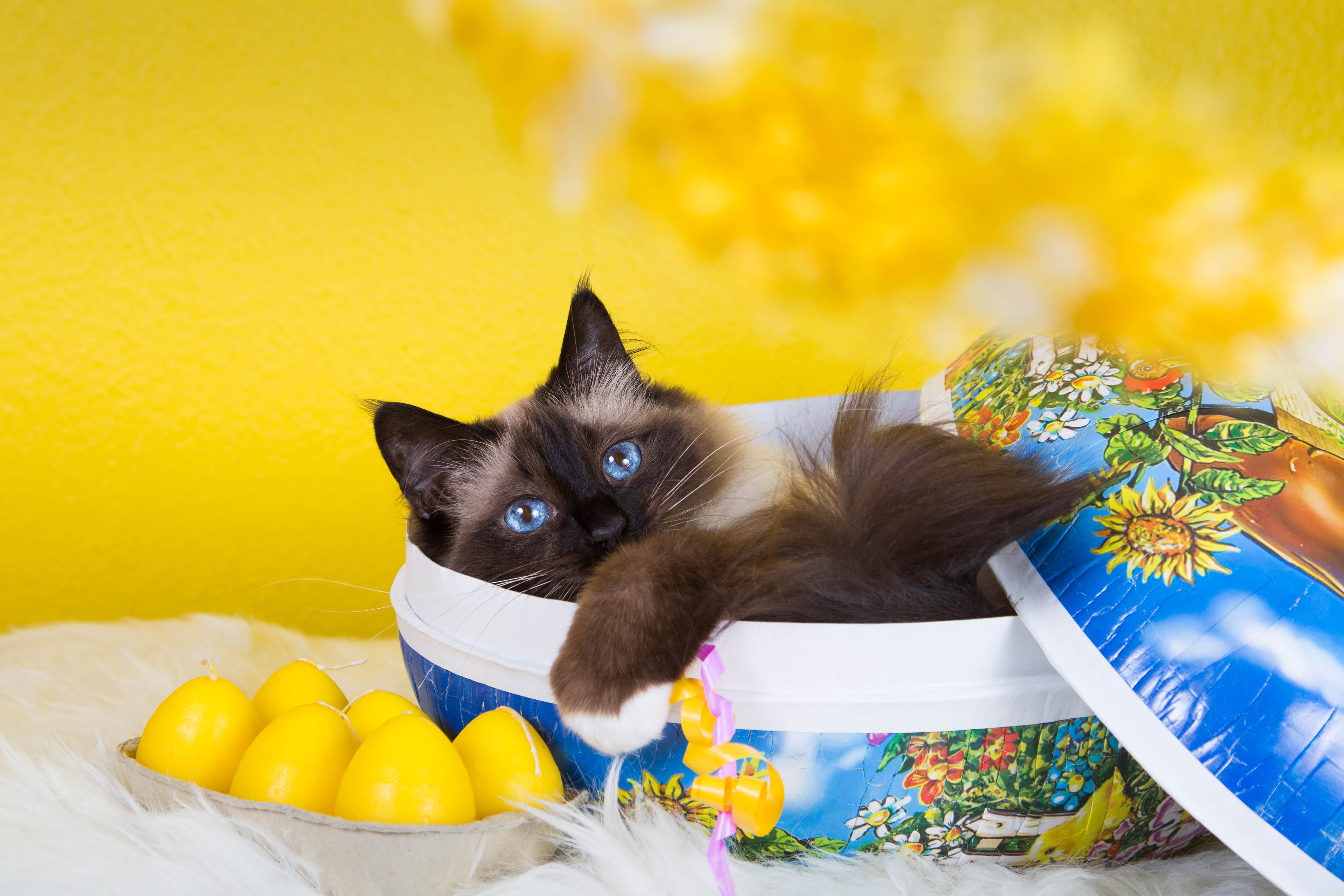 Easter Kittens Wallpapers