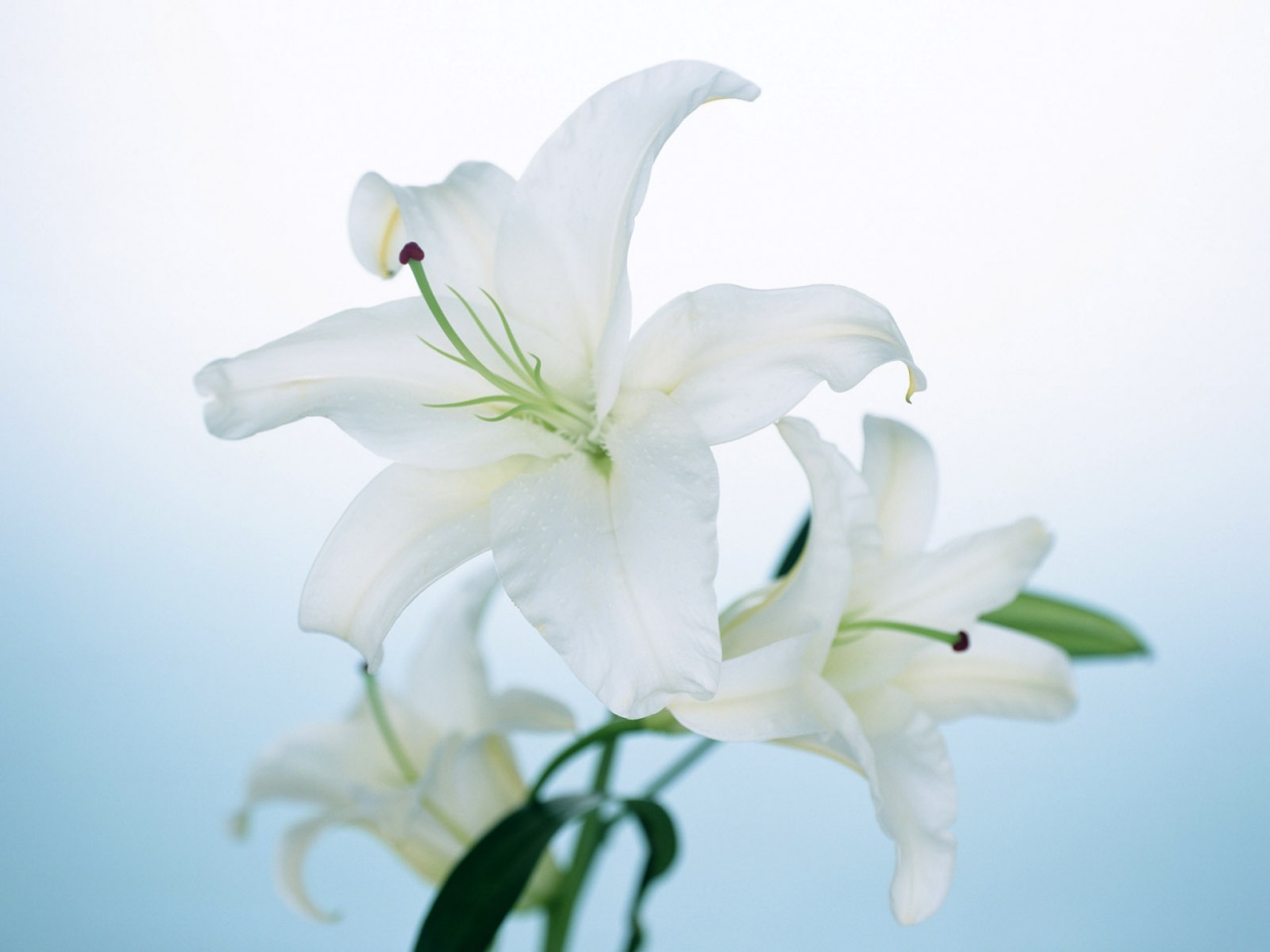 Easter Lily Wallpapers