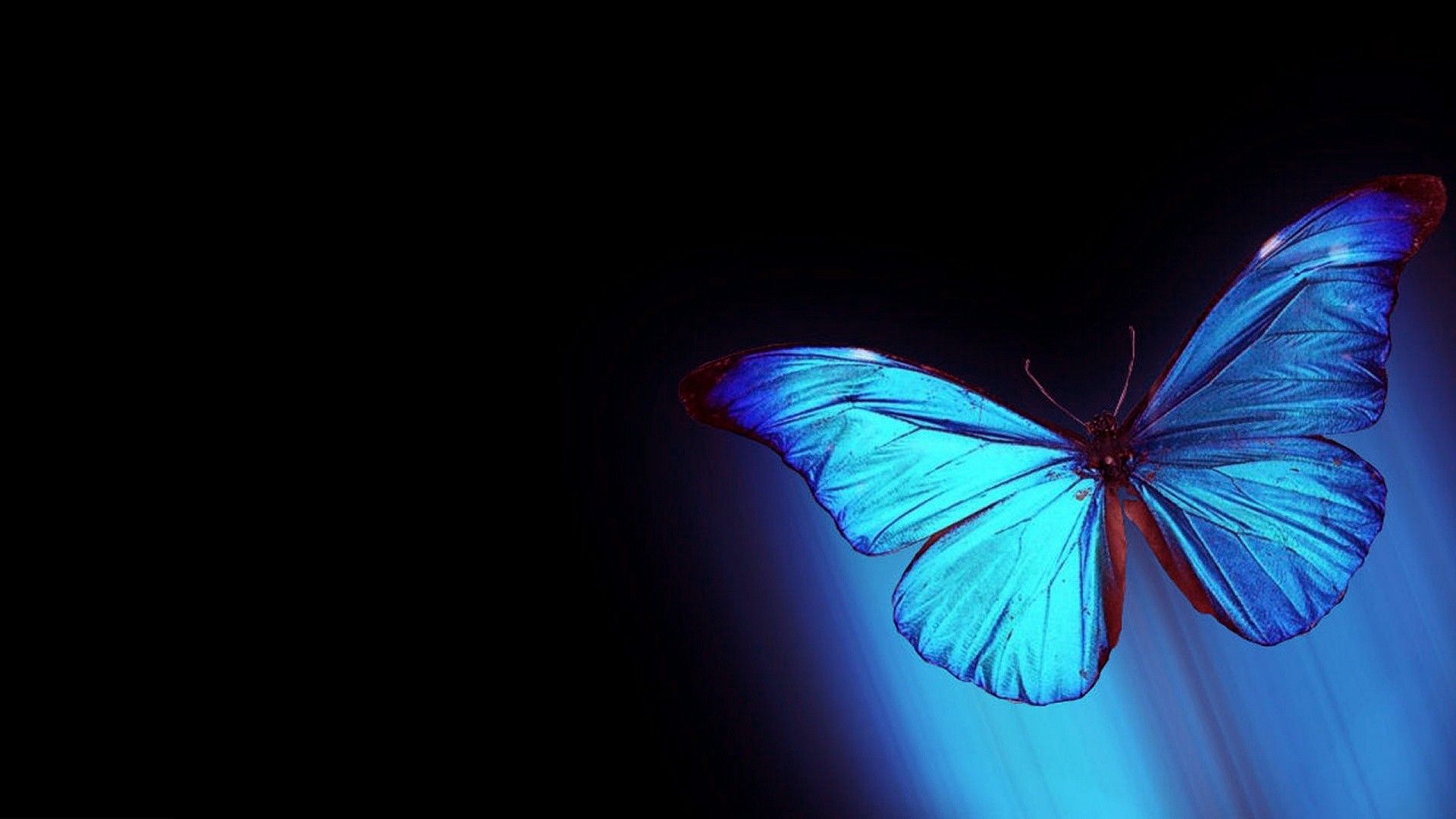 Electric Butterfly Wallpapers