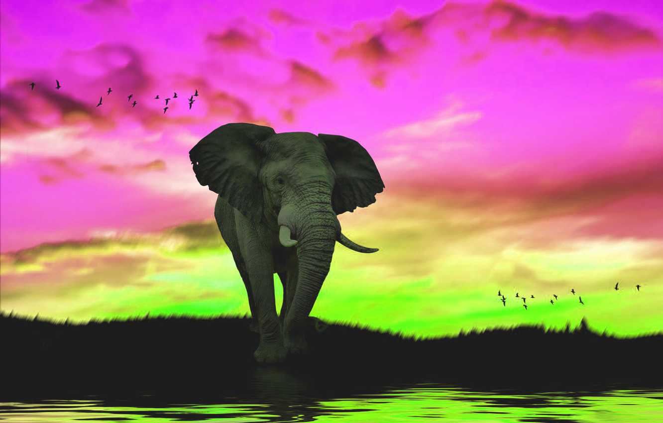 Elephant Computer Wallpapers