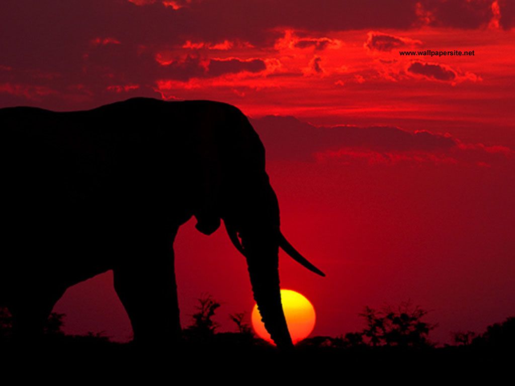 Elephant In Sunset Wallpapers