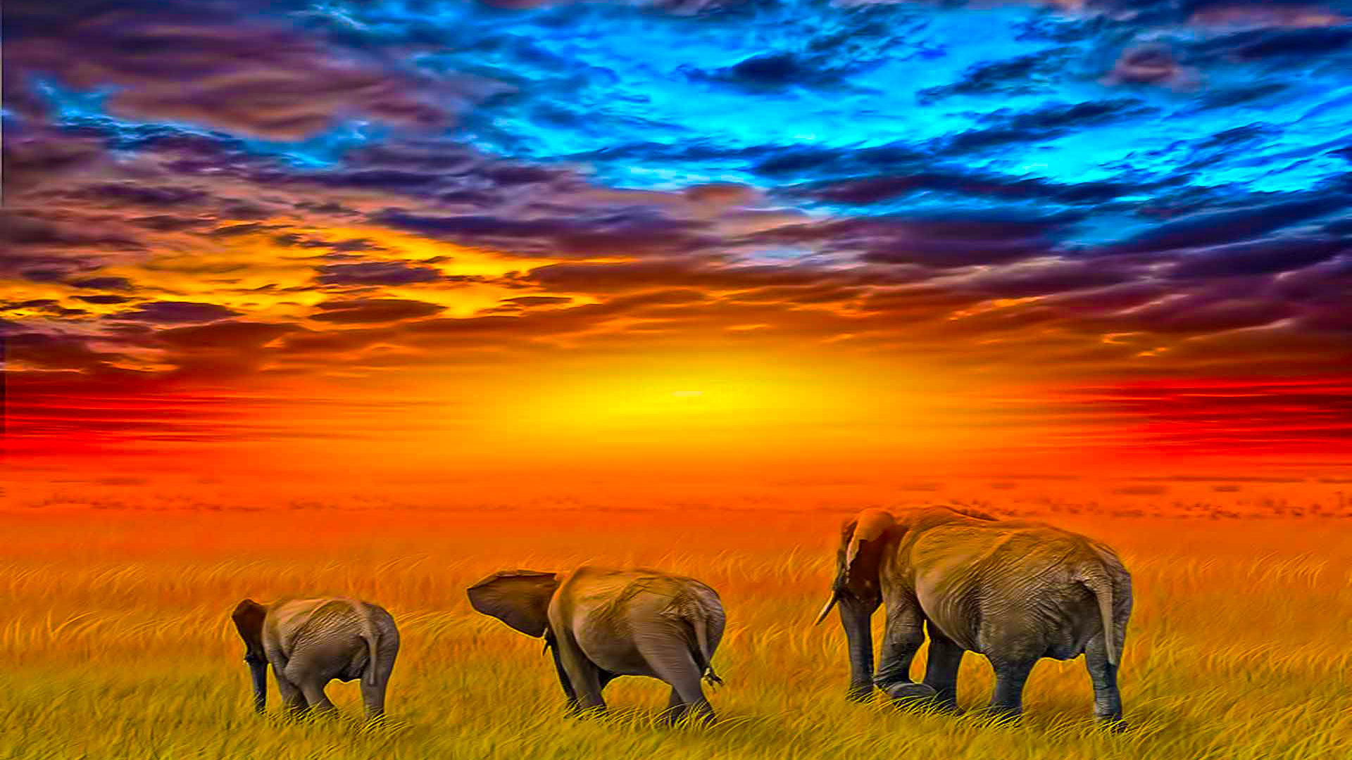 Elephant In Sunset Wallpapers