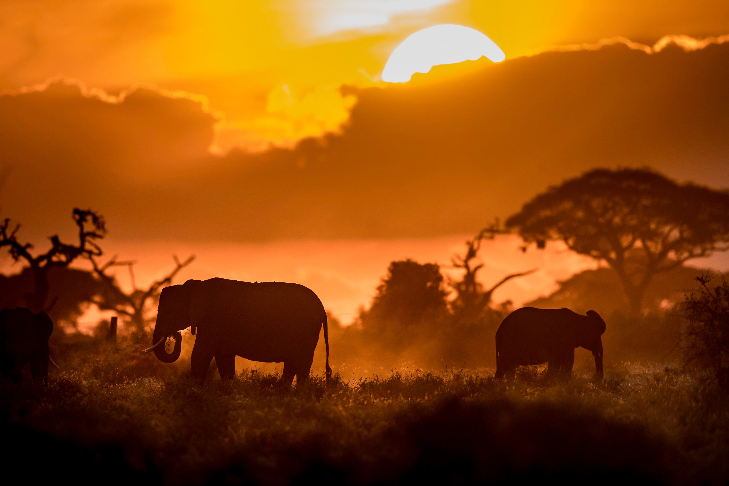 Elephant In Sunset Wallpapers