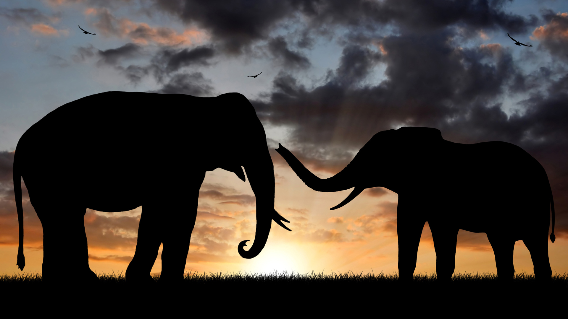 Elephant In Sunset Wallpapers