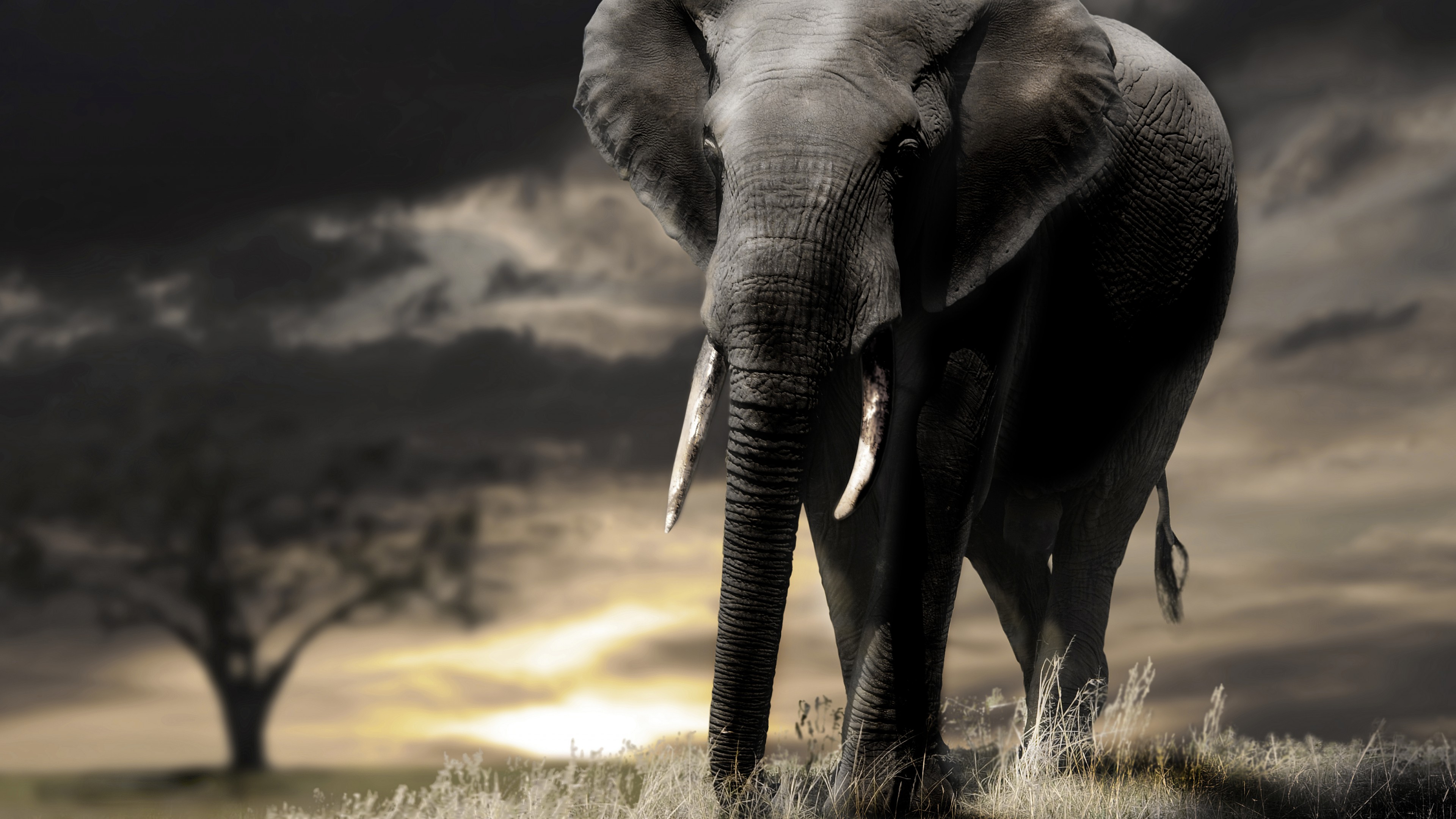 Elephant In Sunset Wallpapers