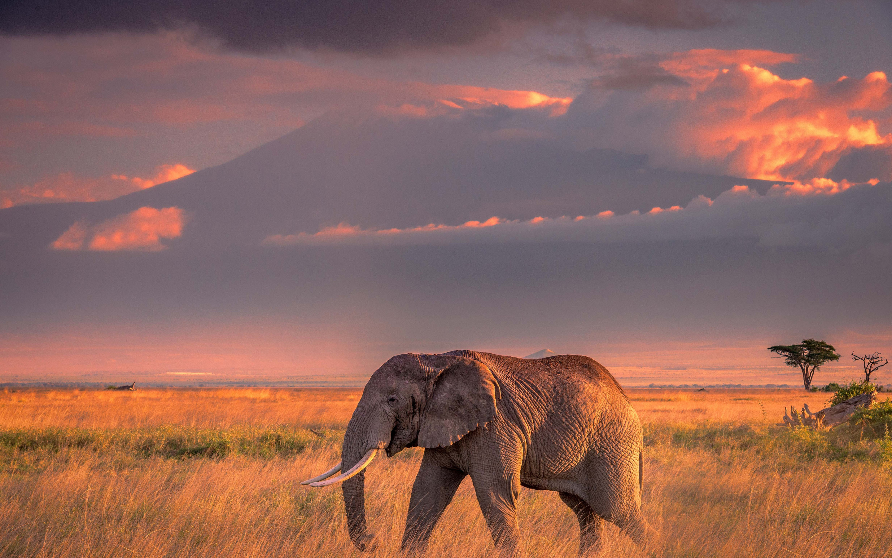 Elephant In Sunset Wallpapers