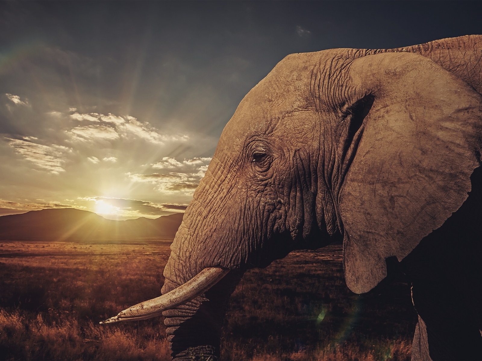 Elephant In Sunset Wallpapers