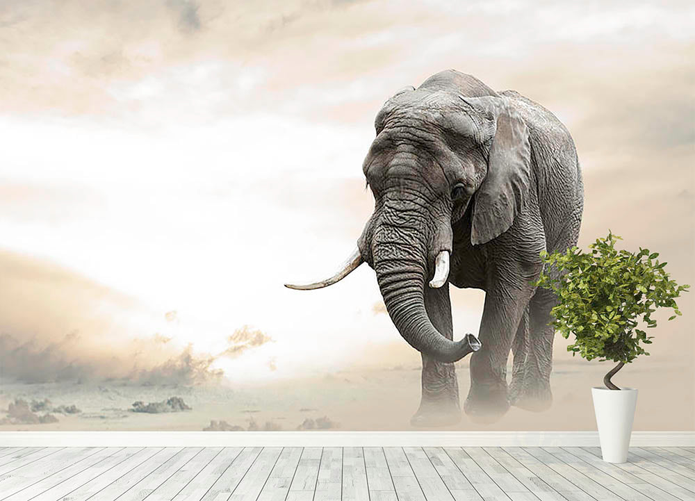 Elephant In Sunset Wallpapers