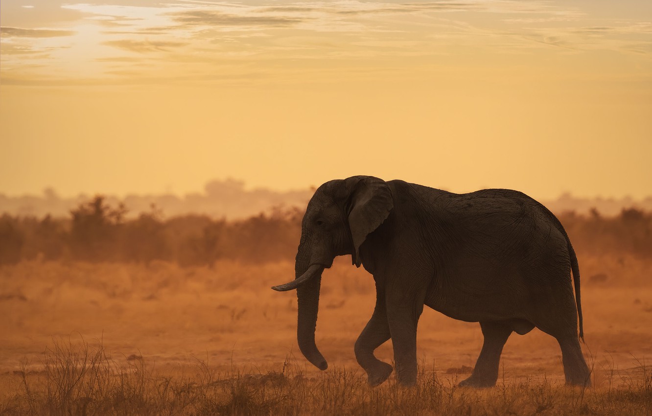 Elephant In Sunset Wallpapers