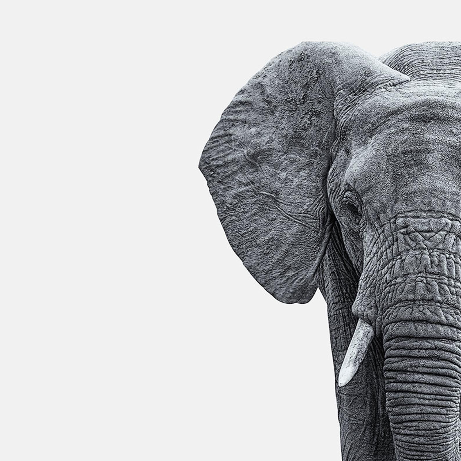 Elephant Minimalist Wallpapers