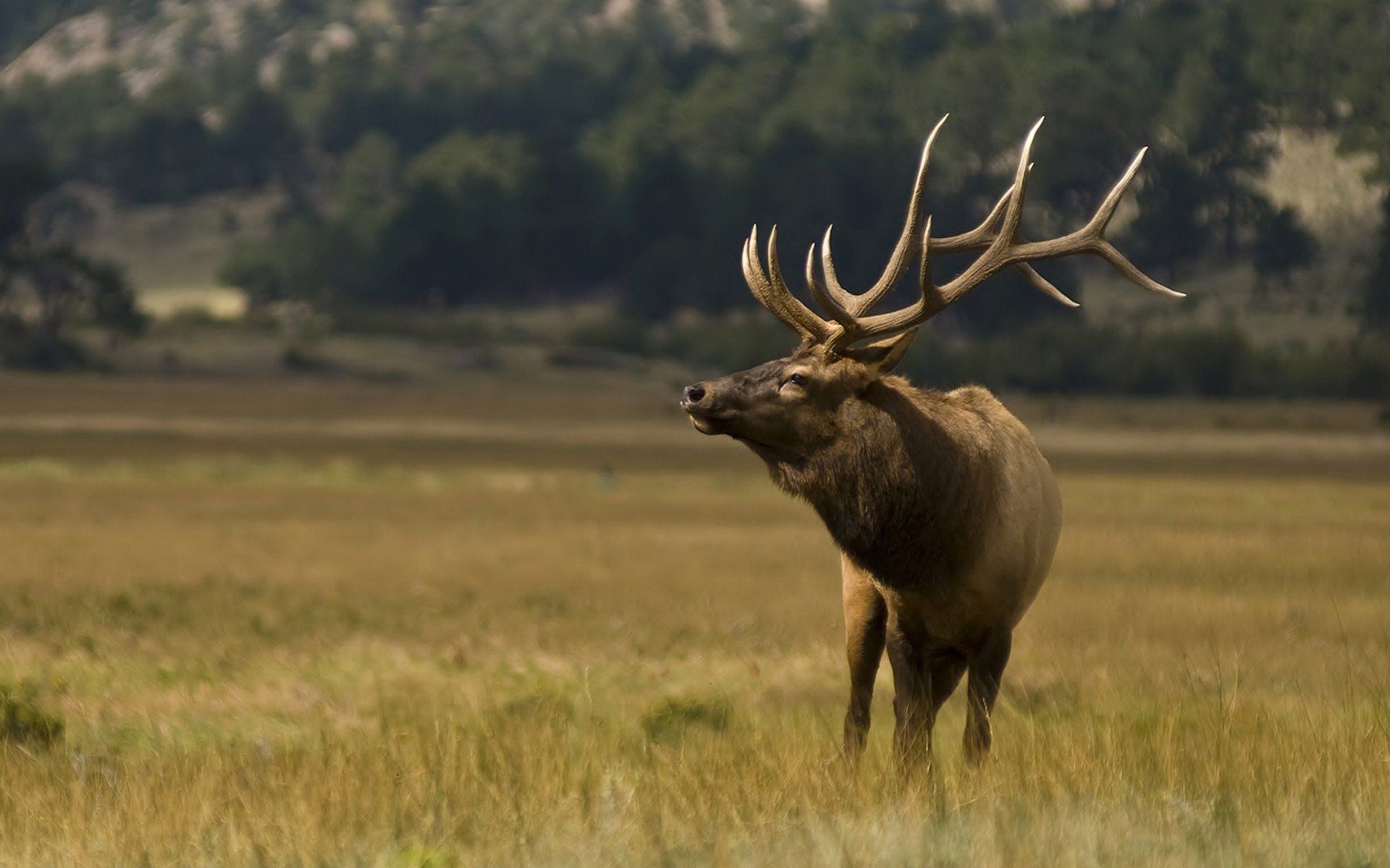 Elk Desktop Wallpapers