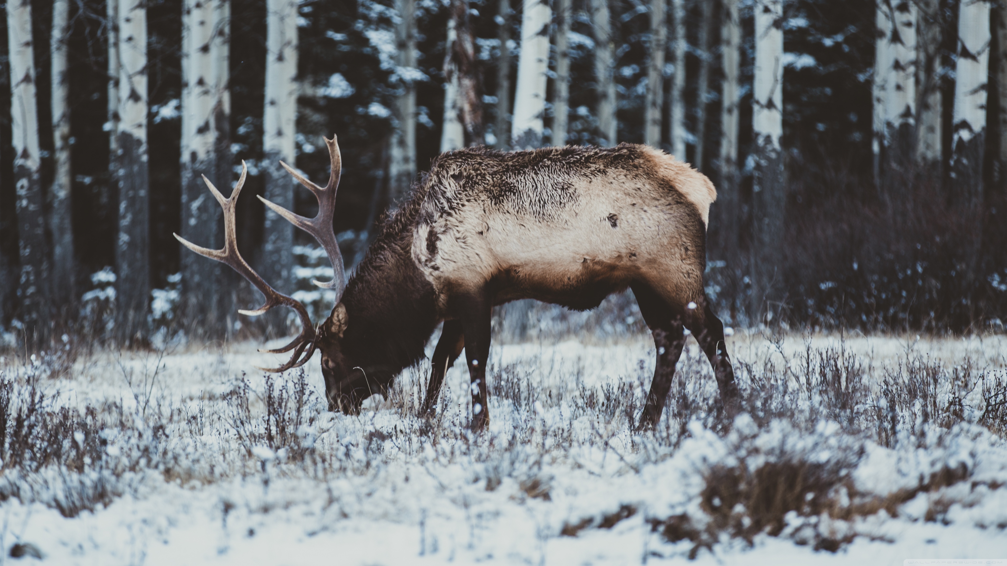 Elk Desktop Wallpapers