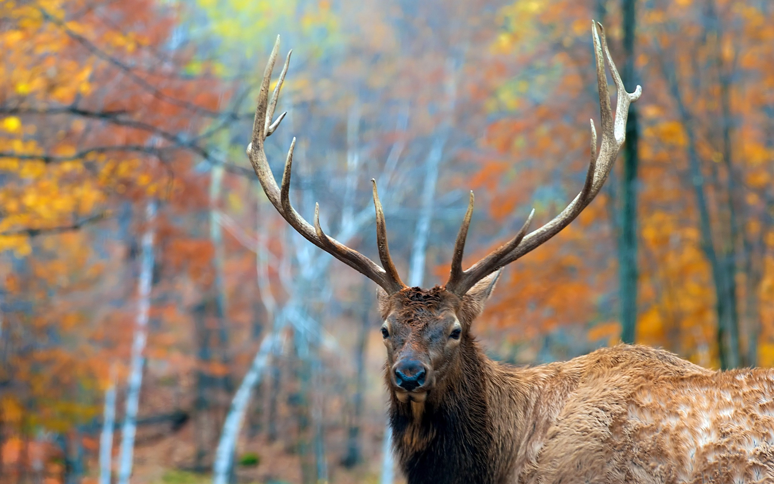 Elk Desktop Wallpapers