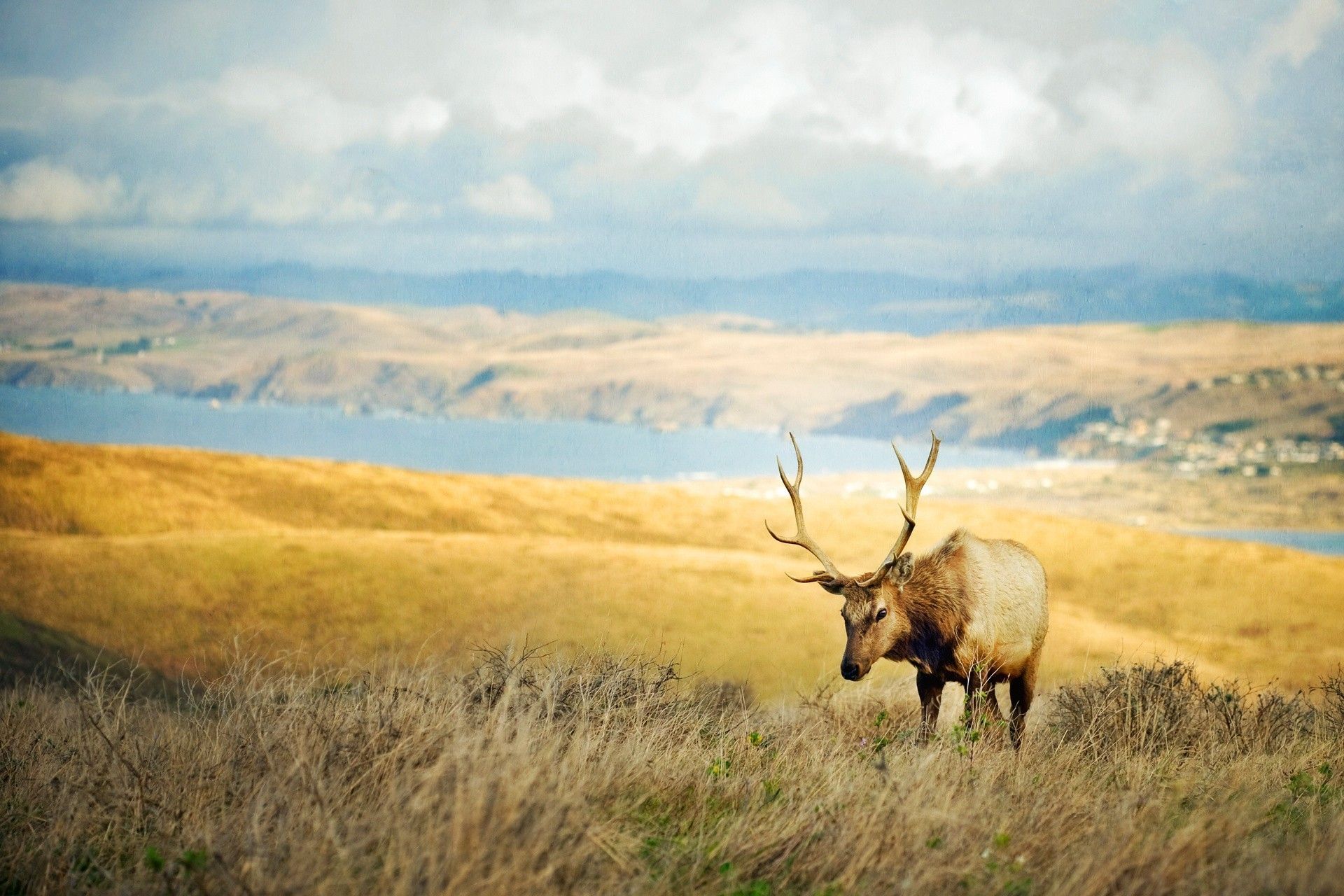 Elk Desktop Wallpapers